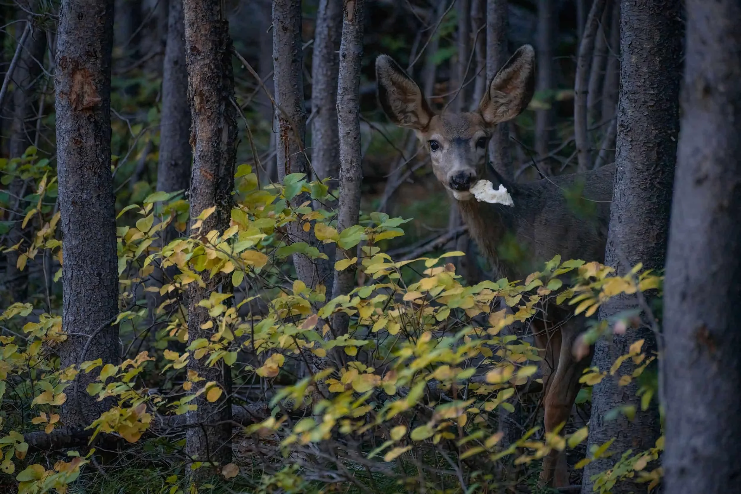 Deer nibbling on a mushroom in a forest