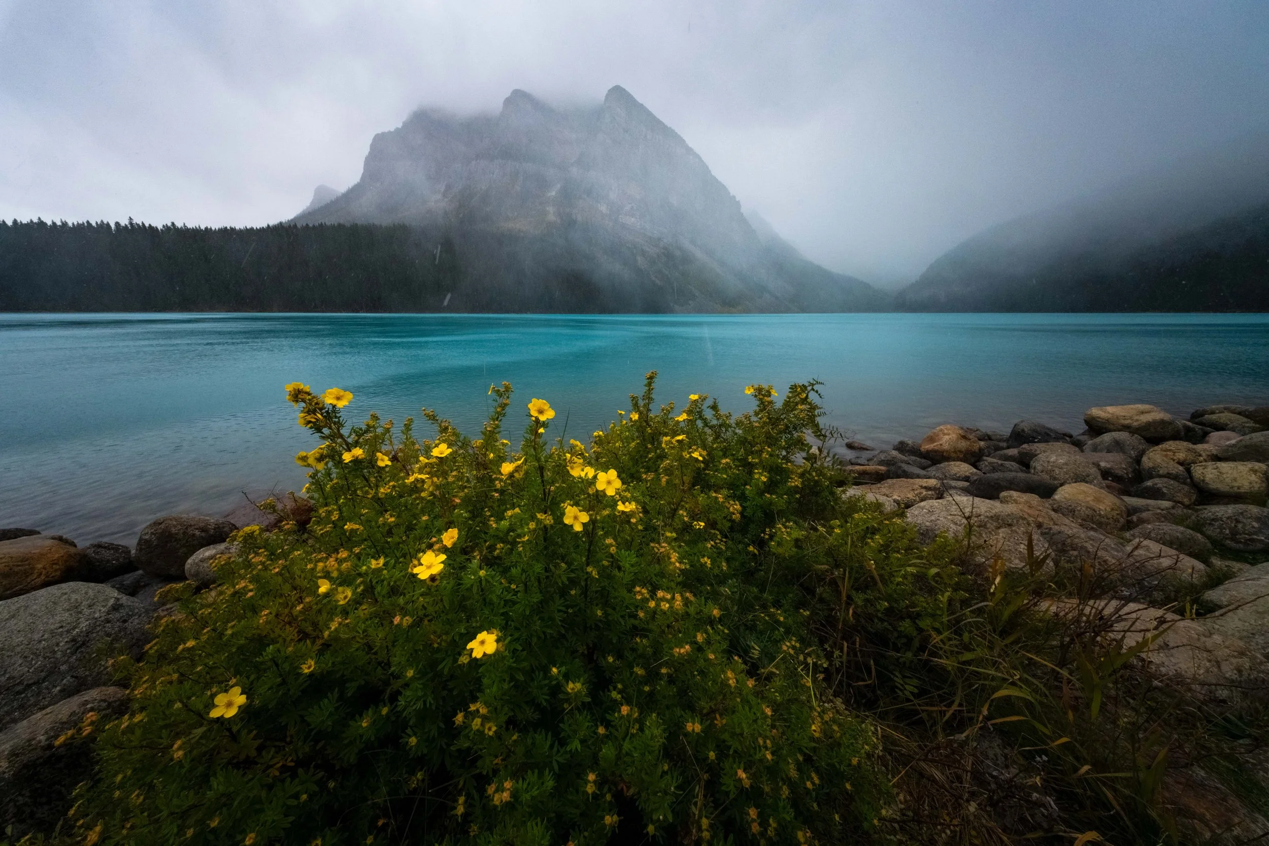 First Snow (2025) - Lake Louise, Alberta, Canada

 Buy Print 