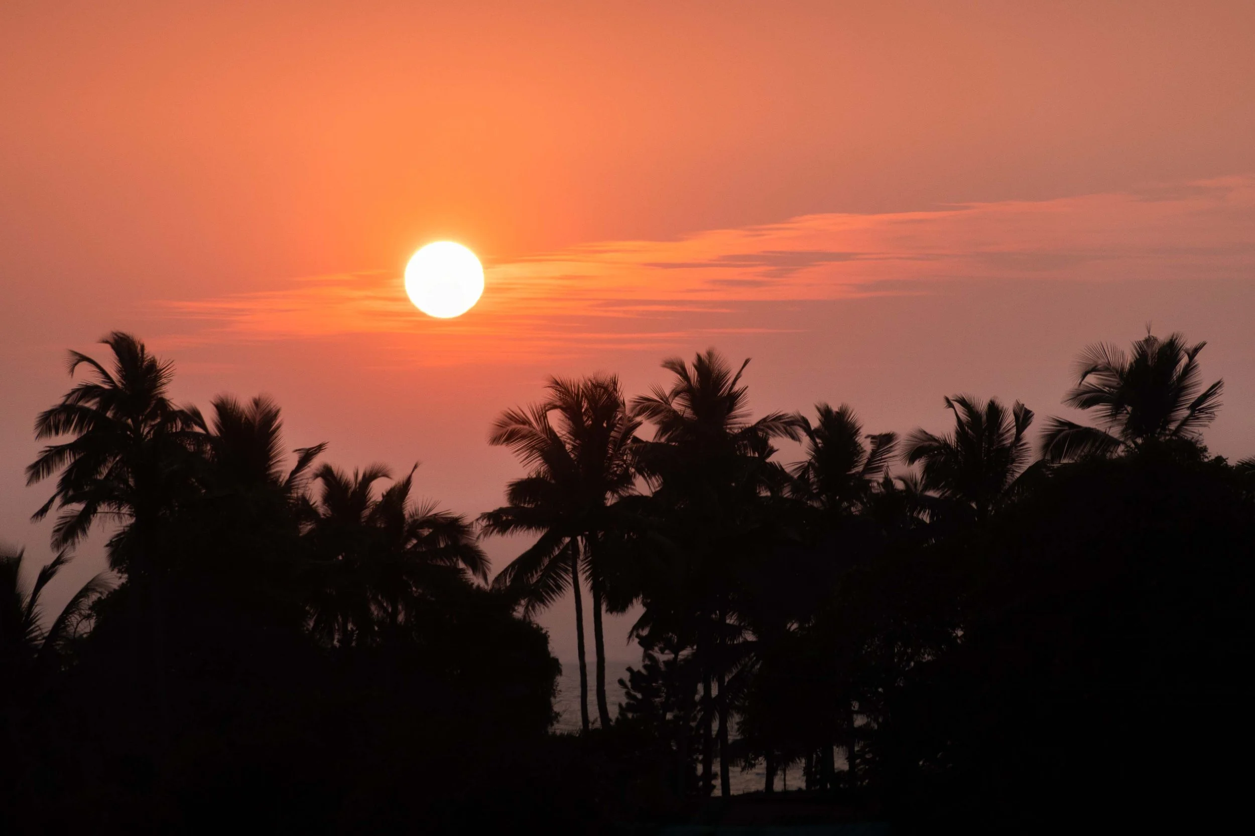 Palm (2025) - Colva, Goa, India

 Buy Print 