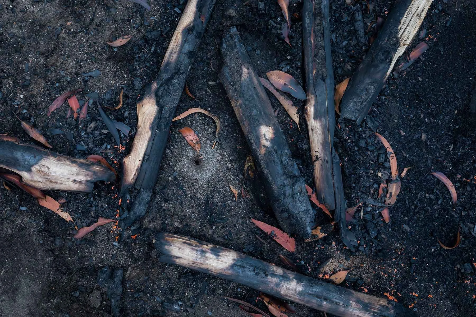 Charred soil with visible ants’ nests after a fire