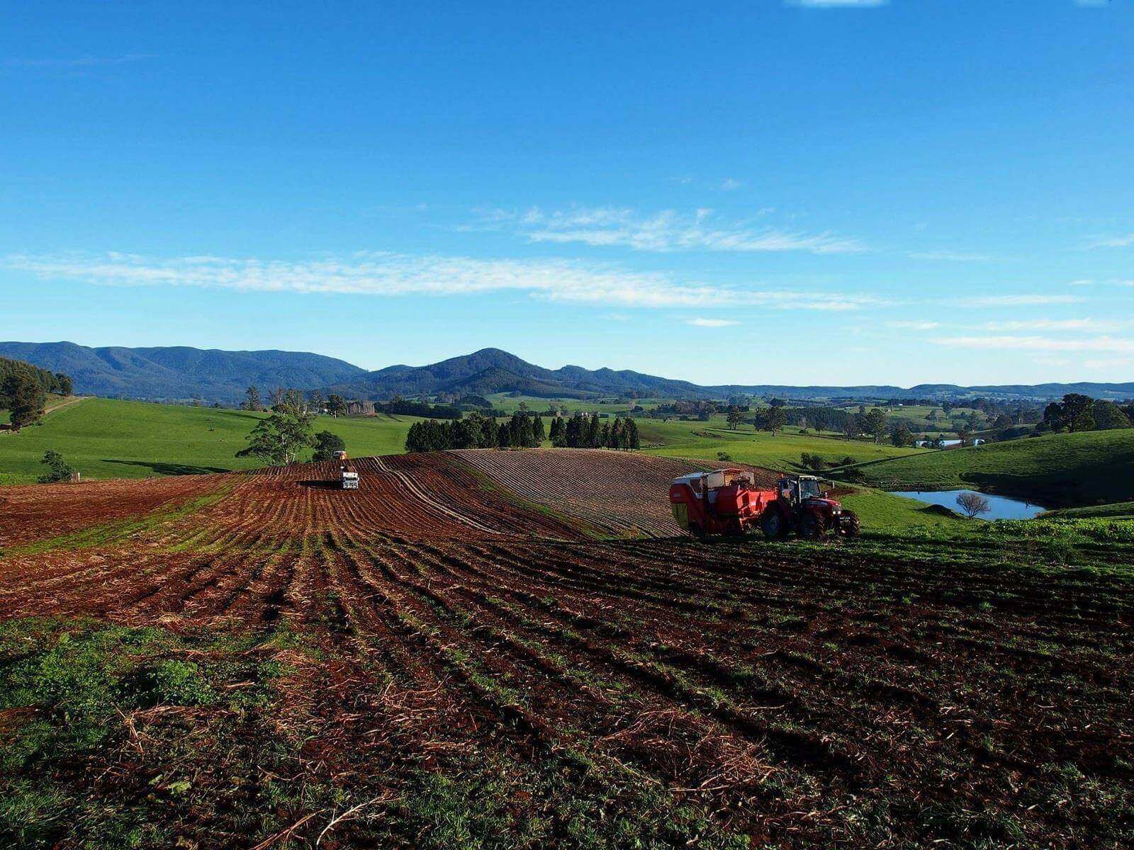 Spud digging at Ringarooma.jpg