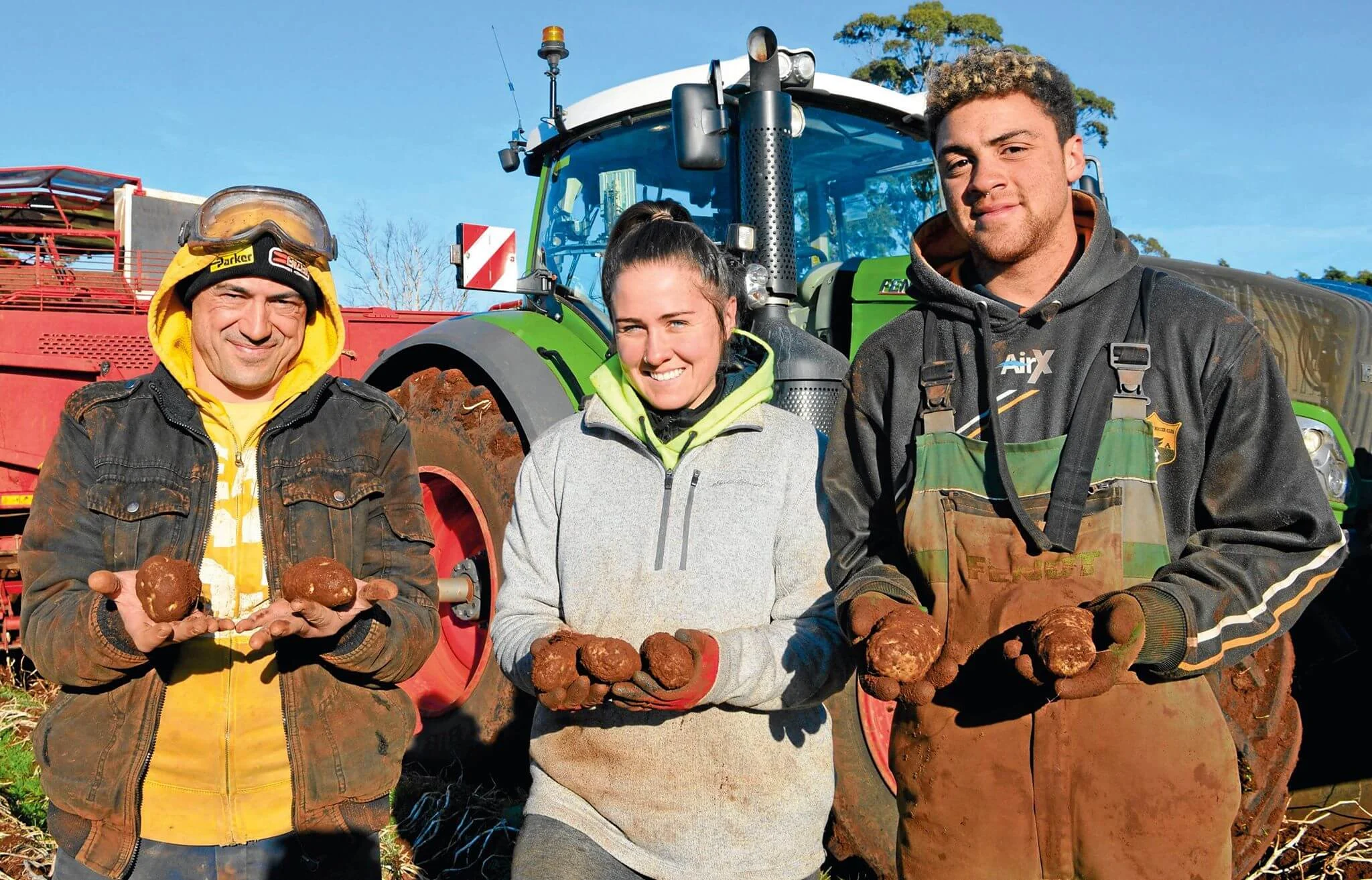 Potato yield suffers due to pink rot