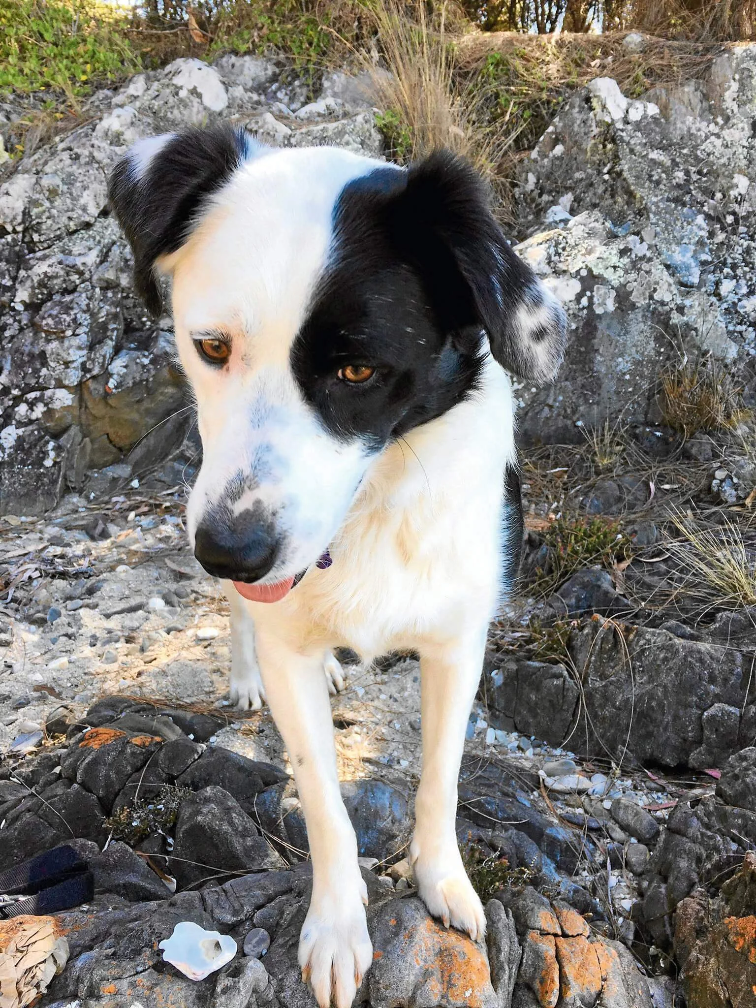 Dog nabbed from car outside bakery