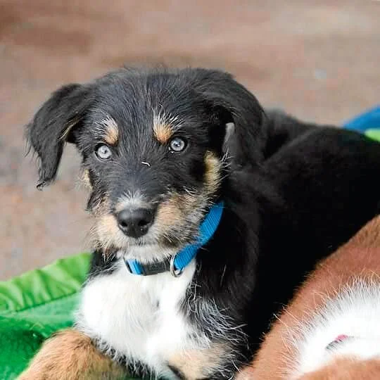Adopt Elsa the Kelpie Cross