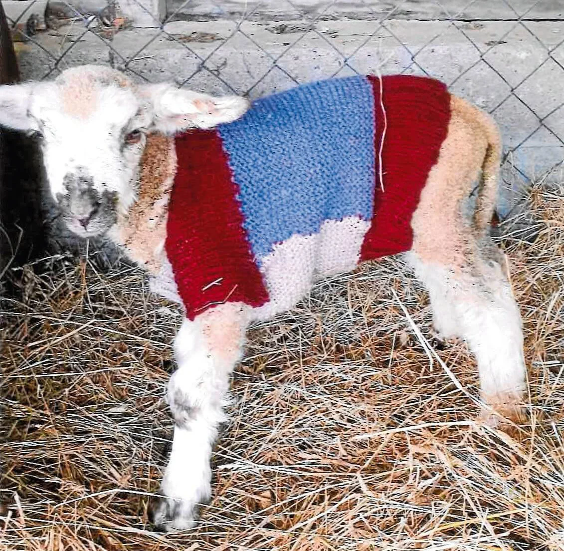 Feel-good project for fleecy orphans