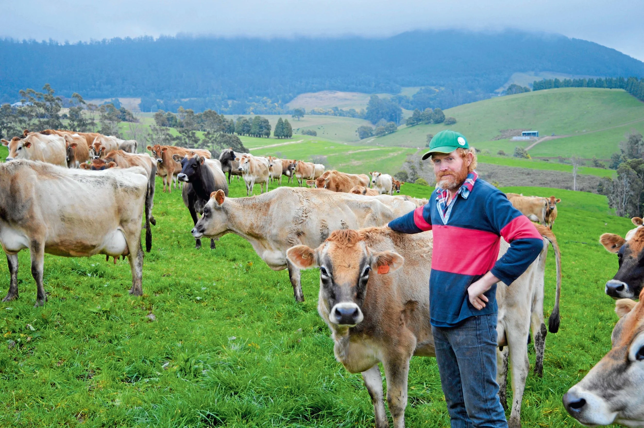 Local dairies named cream of the crop
