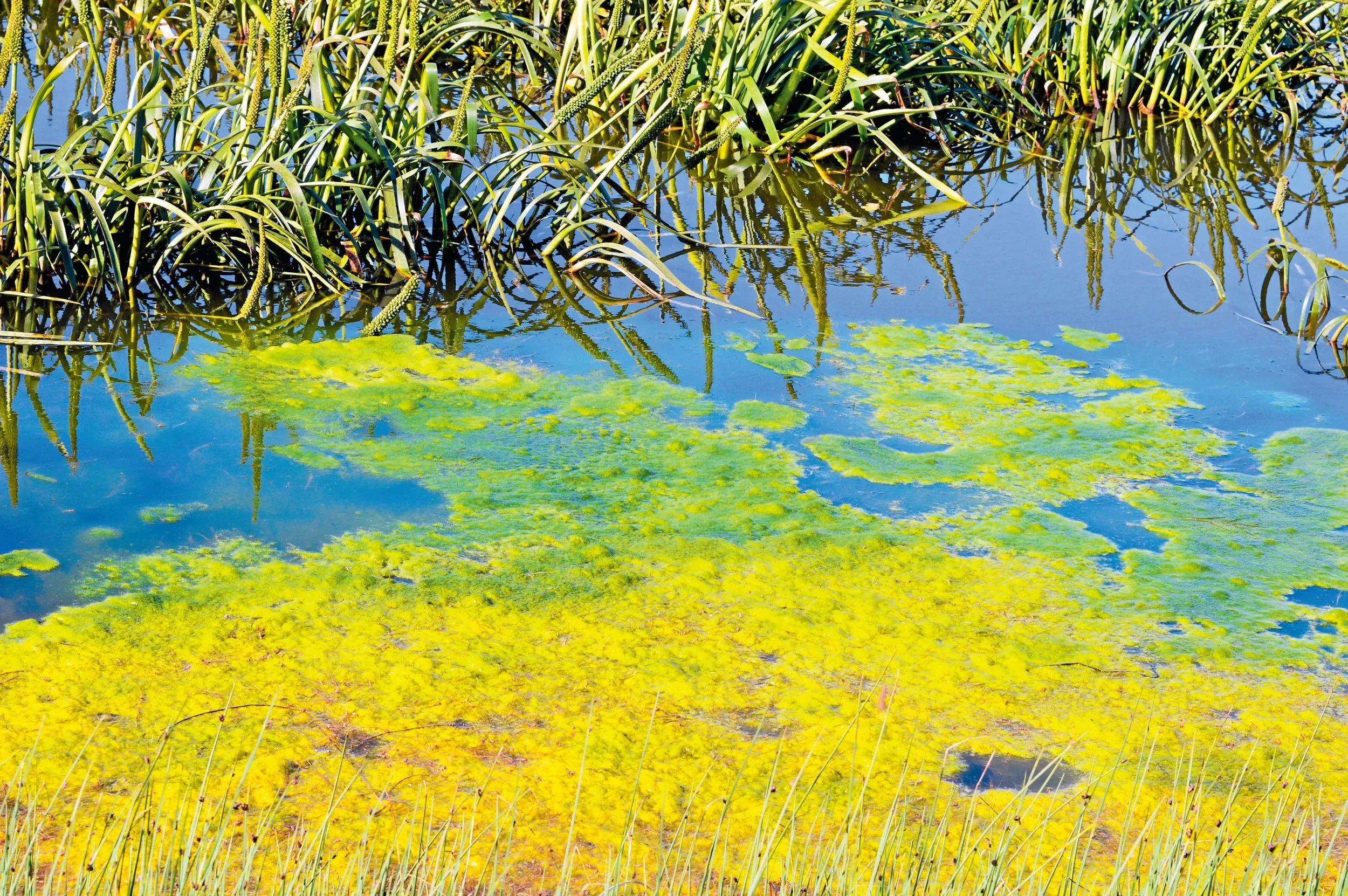 Public health risk: algae confirmed