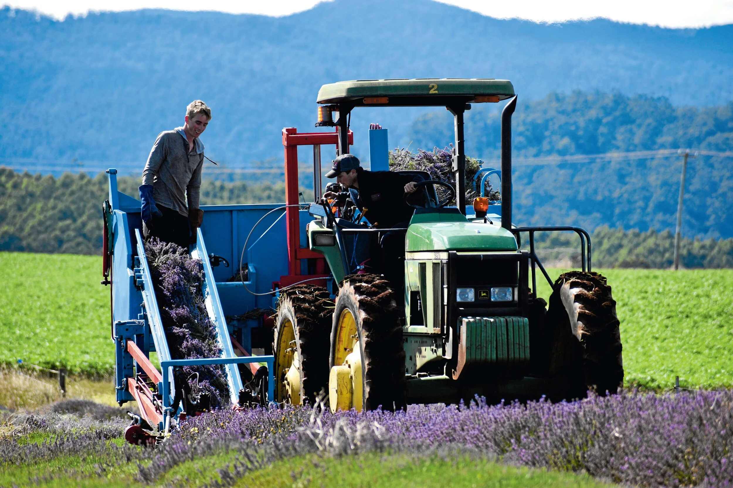 Telita lavender yield down