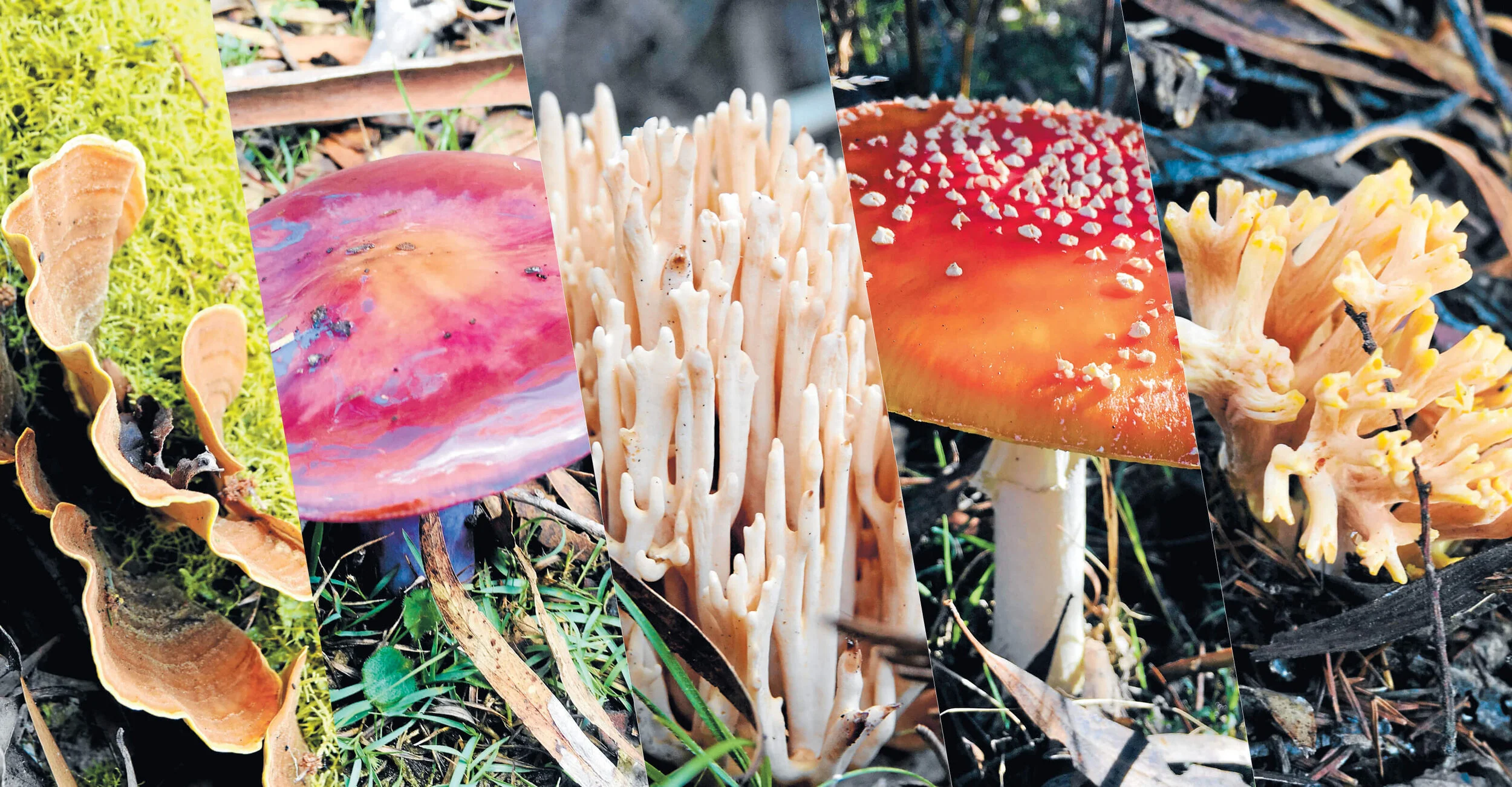 How to identify your fungi finds
