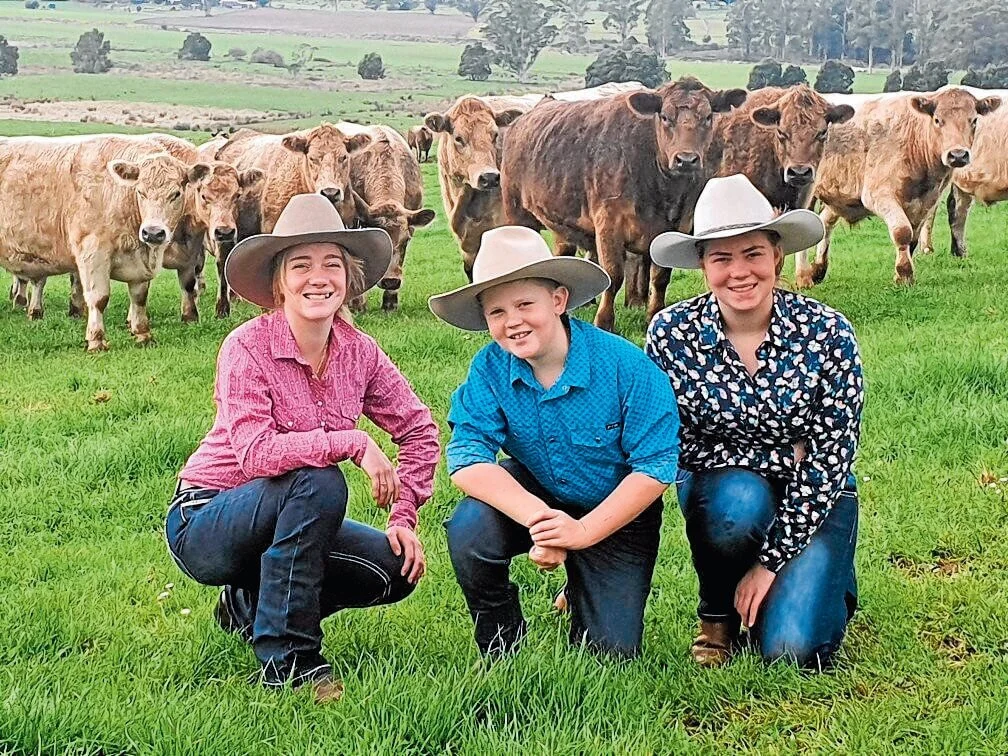 Cattle judging from afar