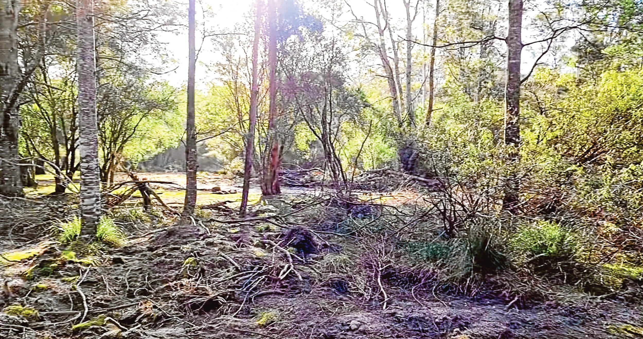 Moorina fossicking devastation