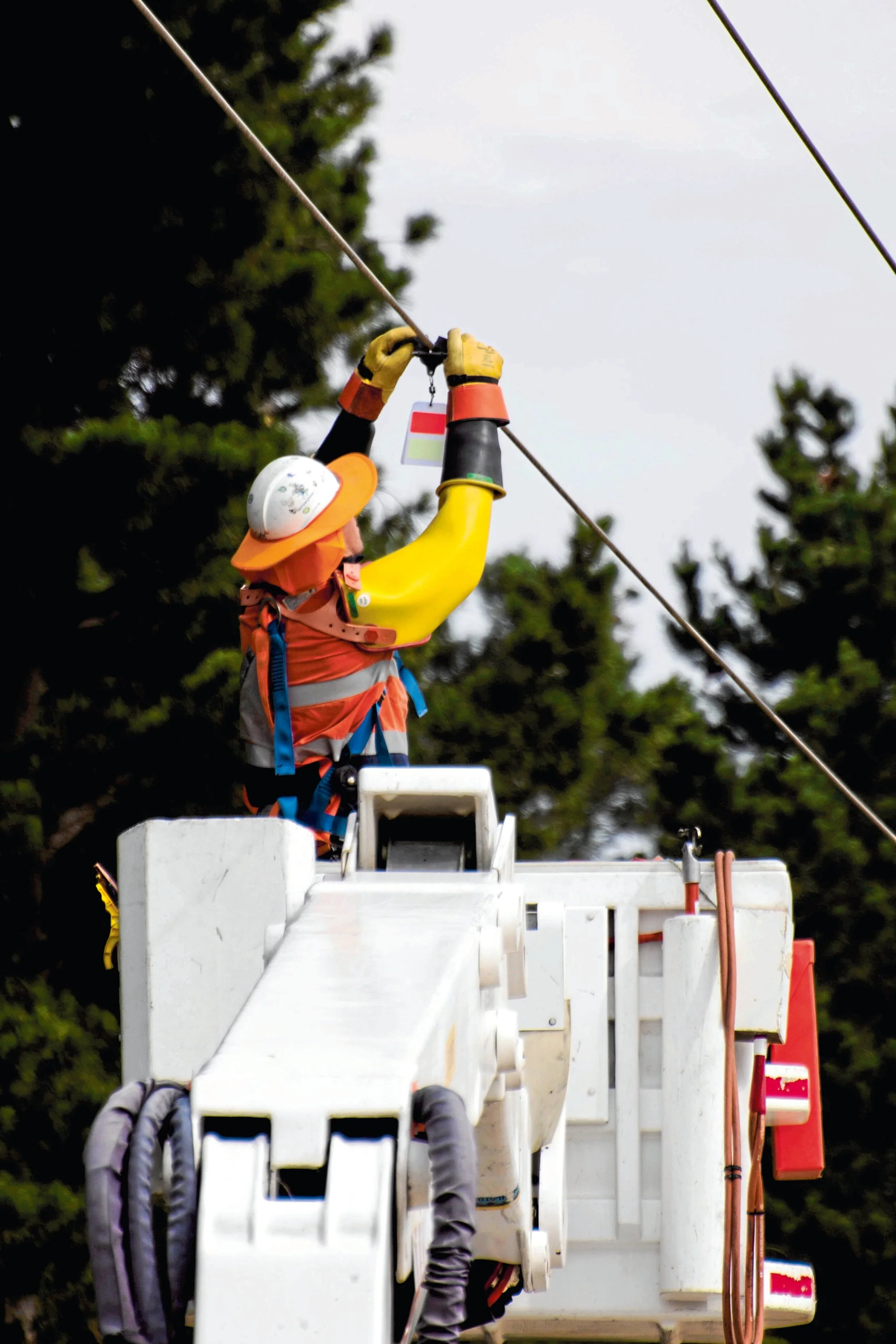 Bridport bird safety in focus