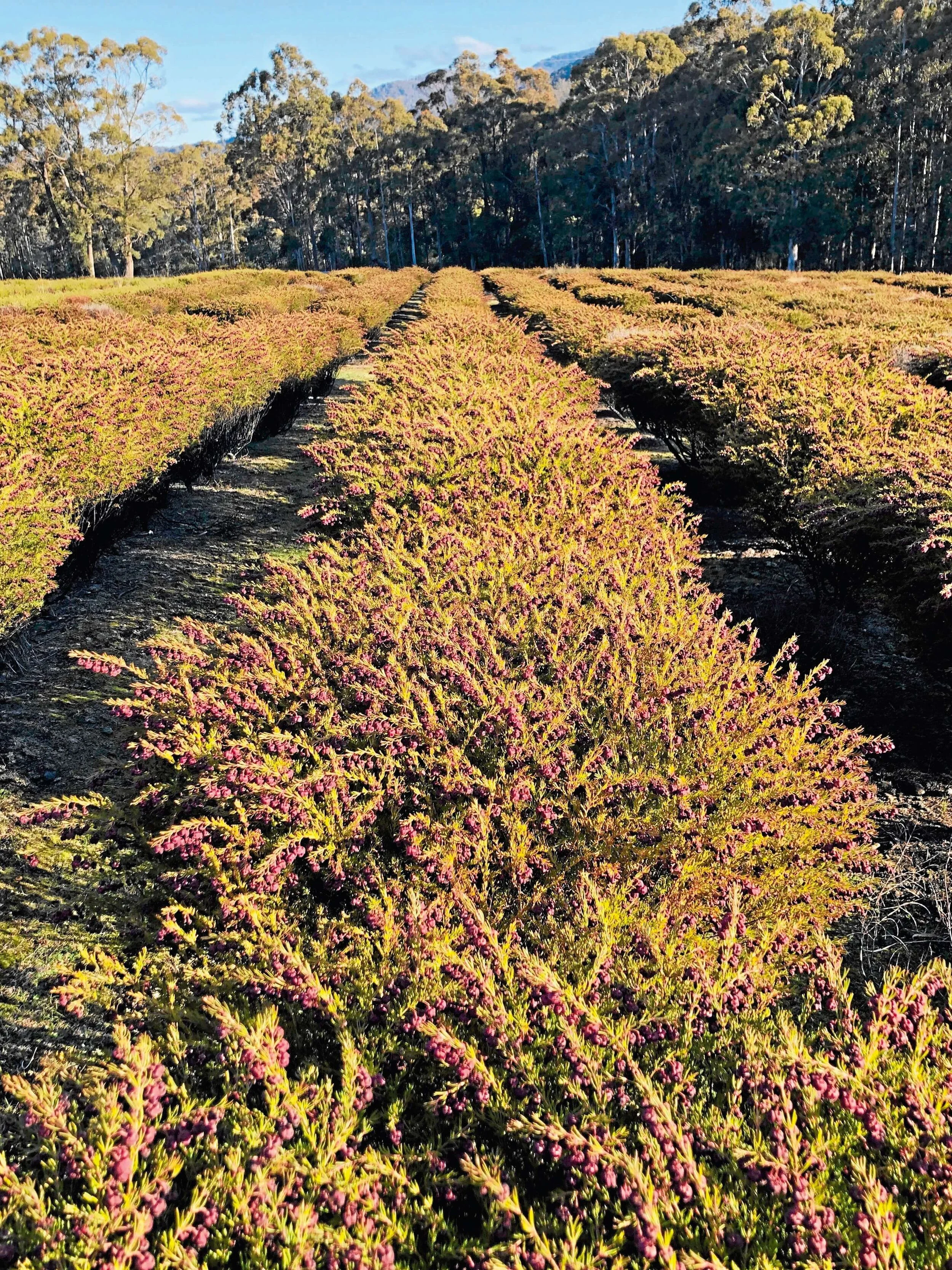 Healthy local boronia harvest