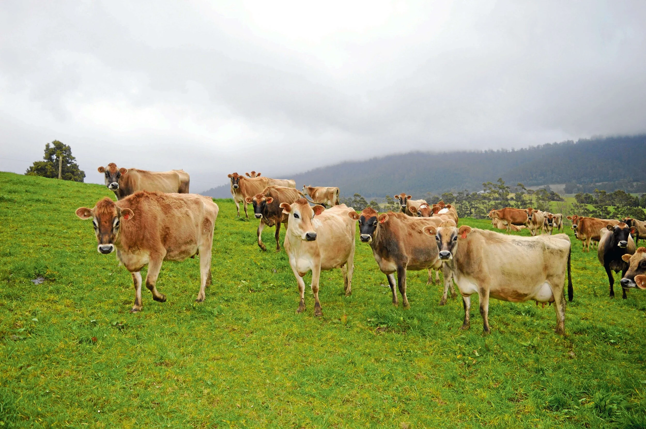 Milk price transparency for farmers