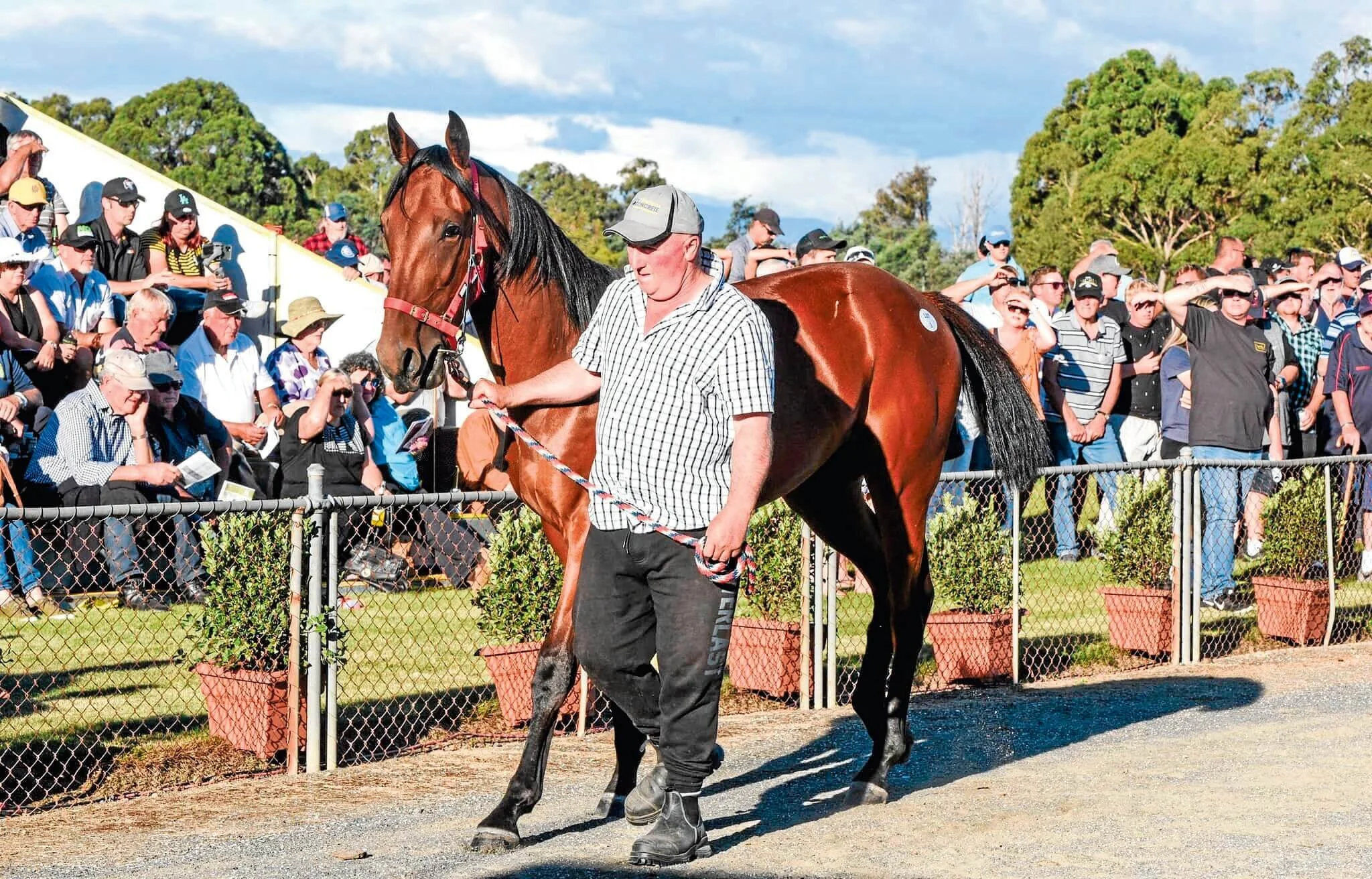 Pyengana gelding fetches $18K