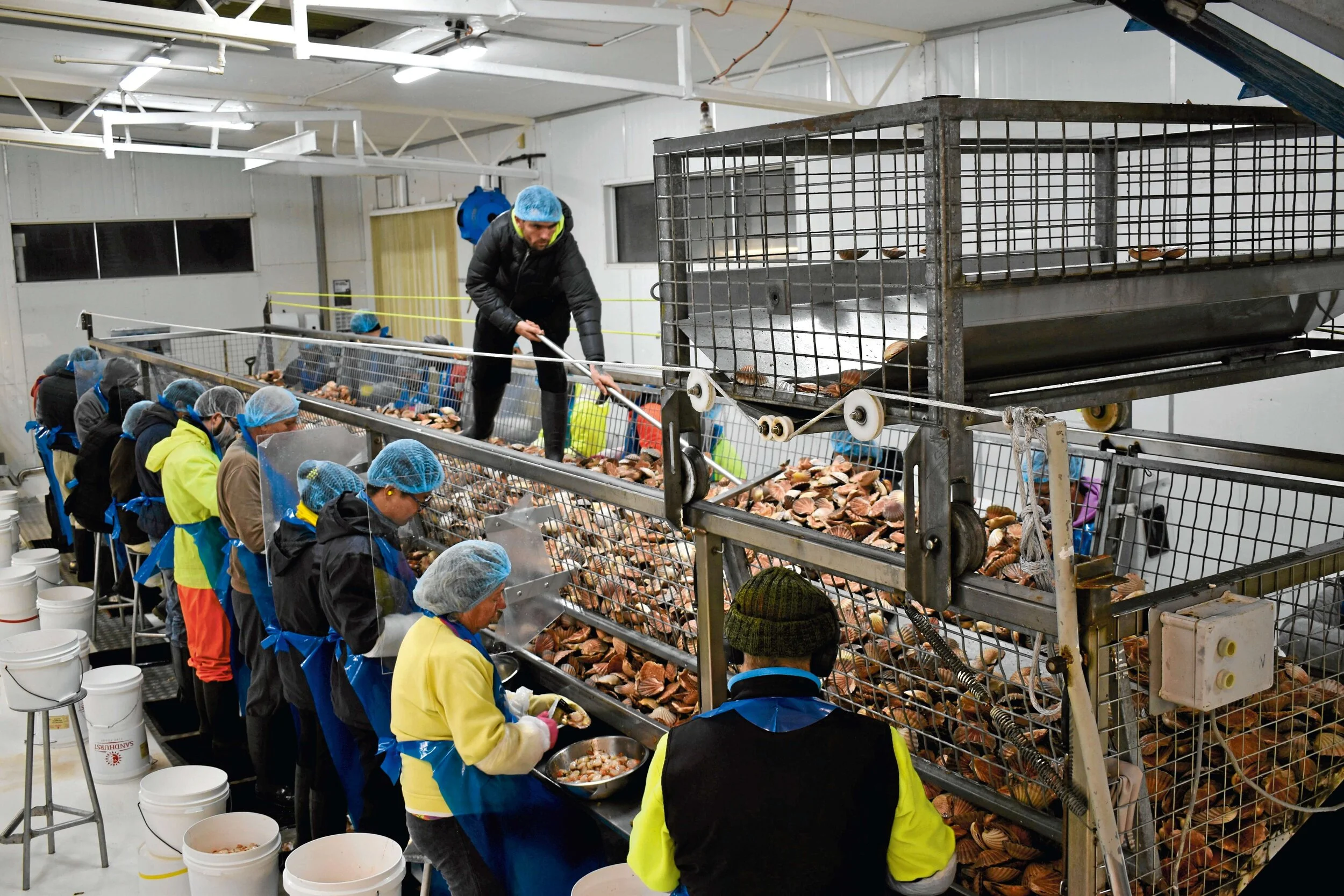 Scallop splitting in full swing