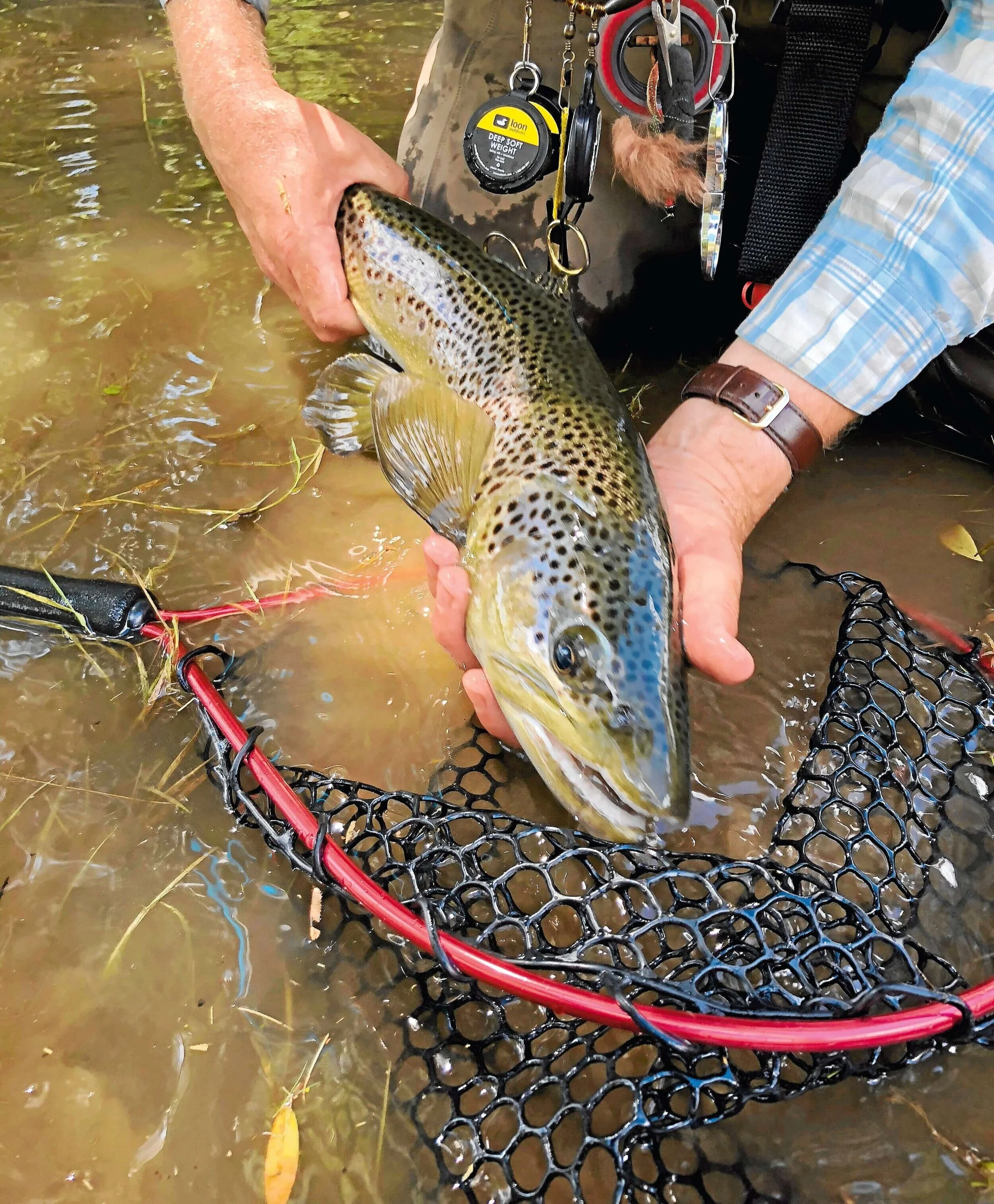 Tagged trout in mine hole