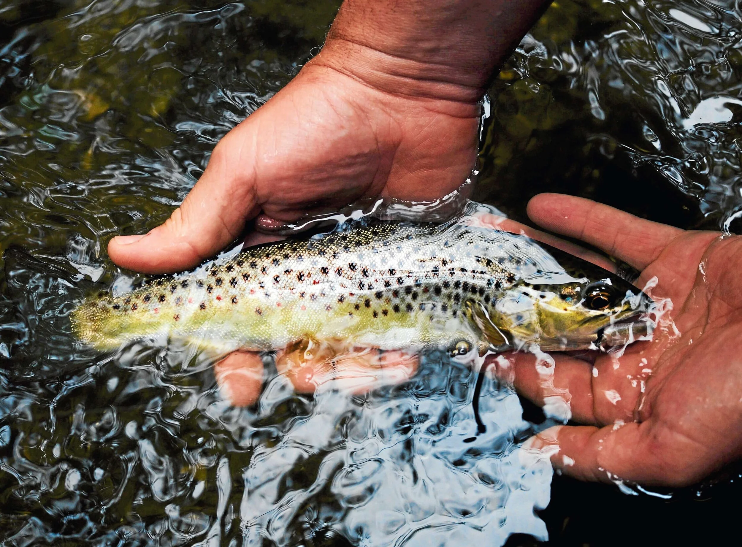 Fishing club to reform