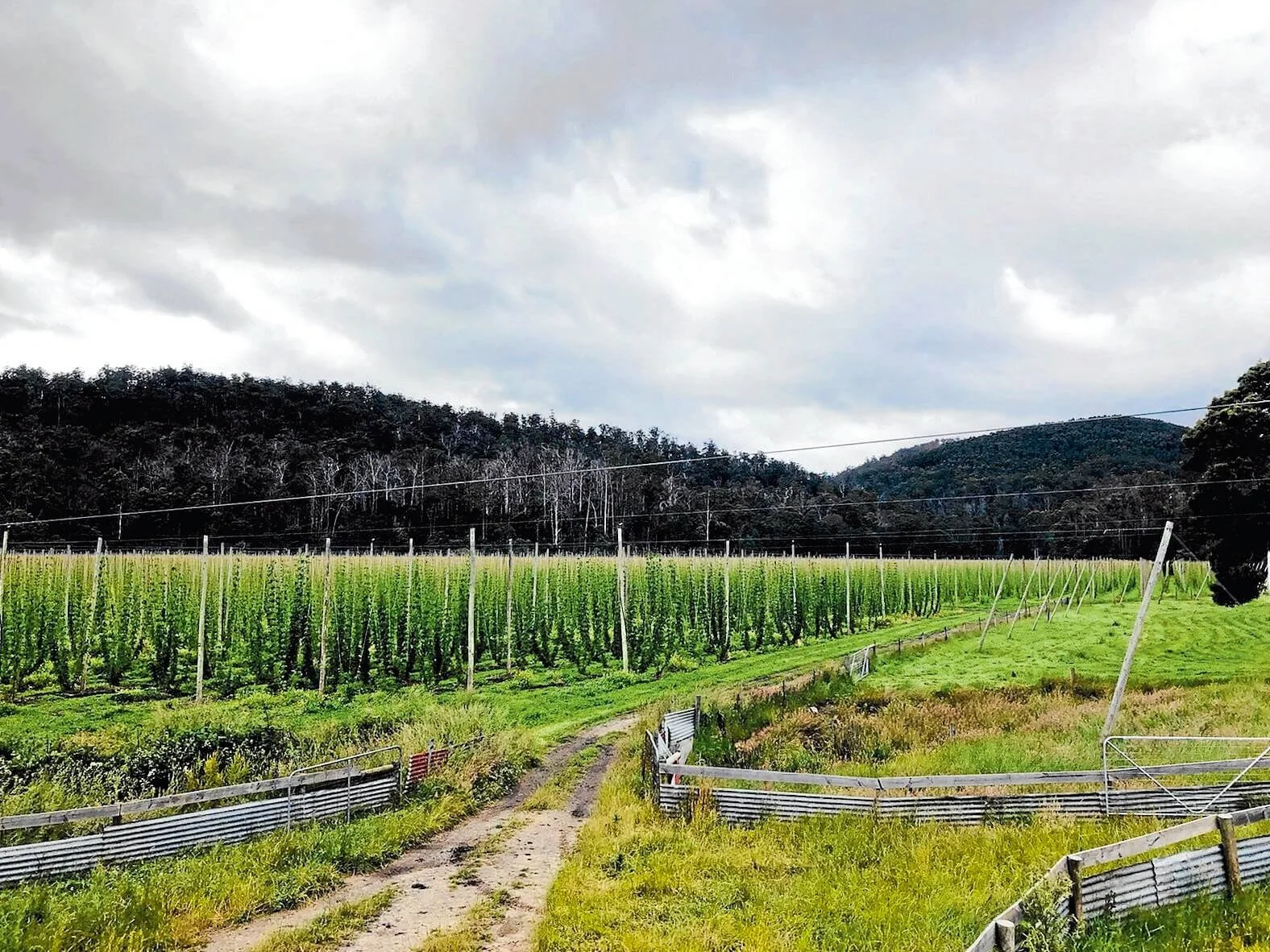 Hops return to Tonganah