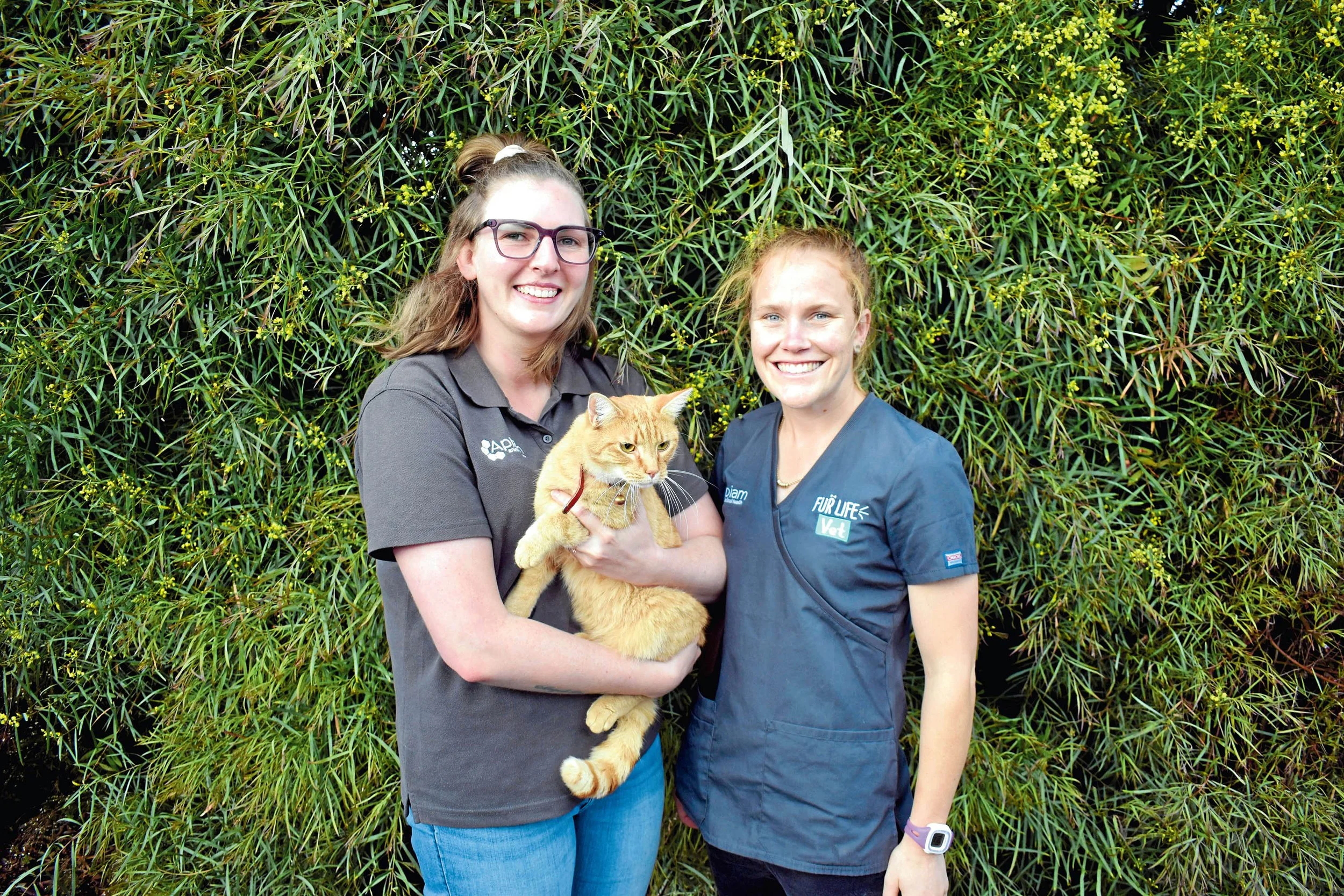 Felines seek forever homes