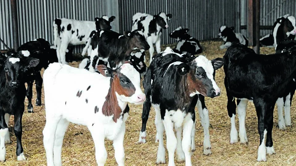 Bobby calving standards reviewed