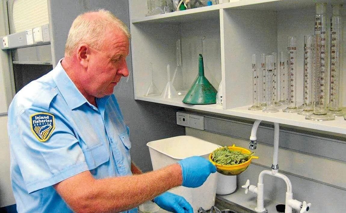 Whitebait operation uncovered