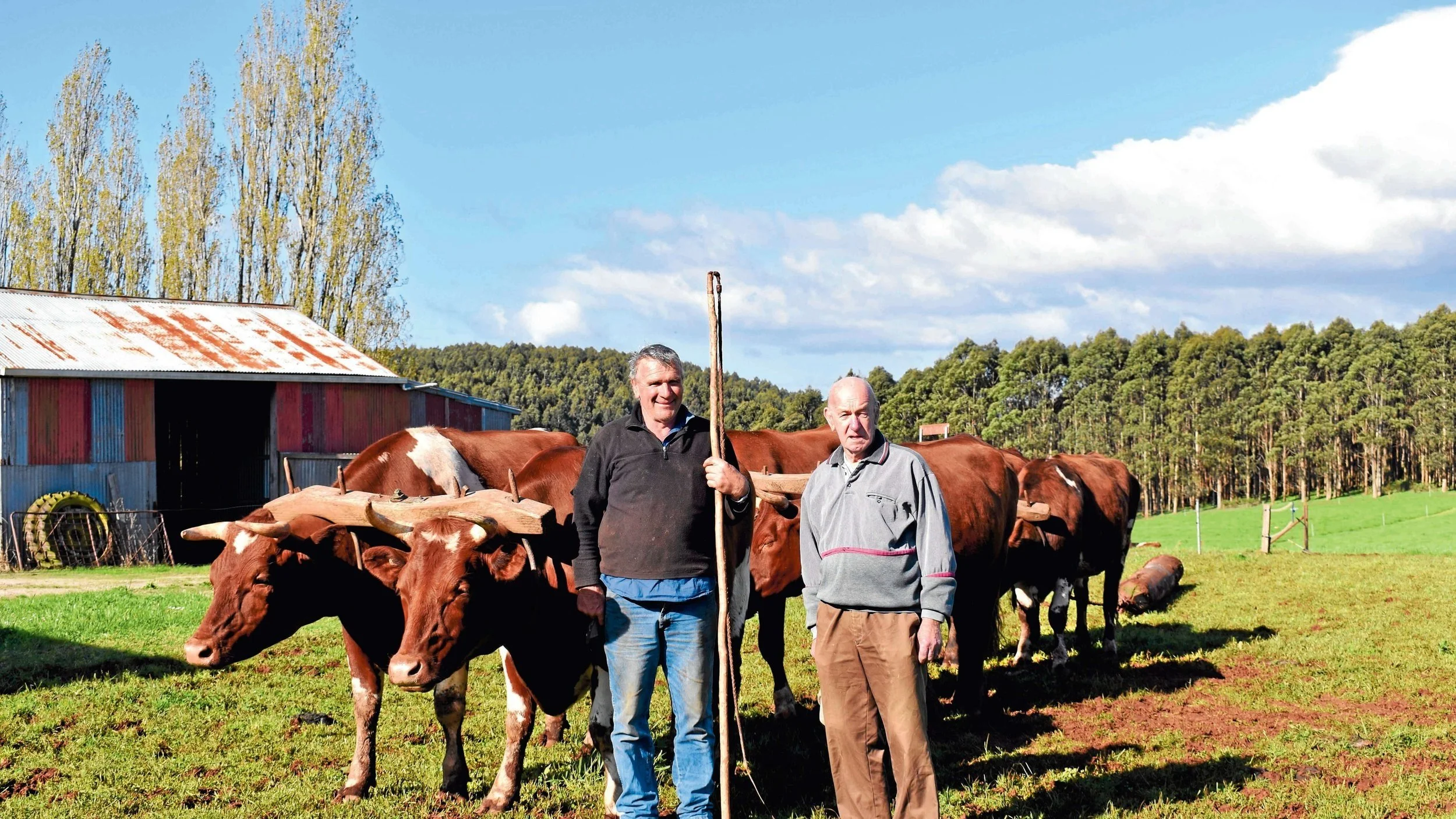 See bullocks in action this Sunday