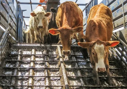 Livestock transport concerns for operators