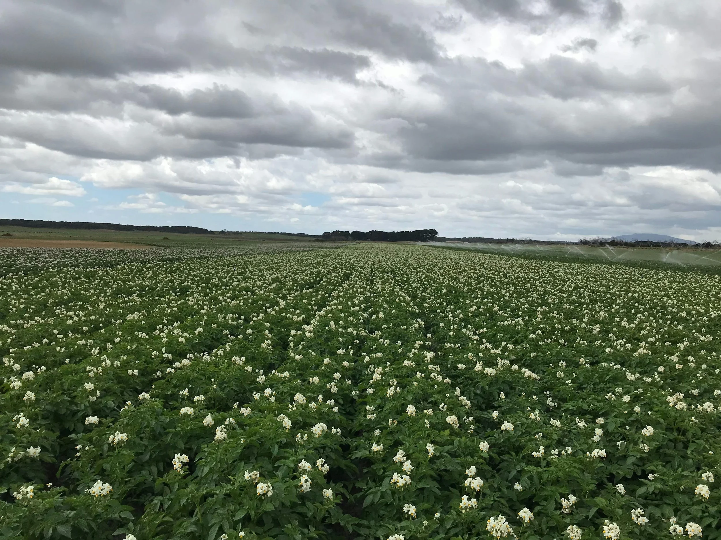 Farmer outcry as potato wars erupt