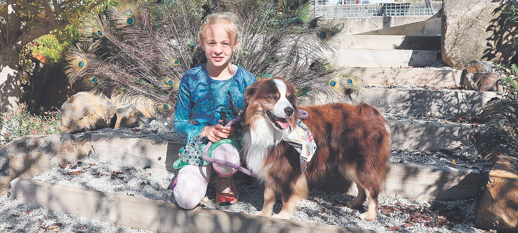 Dogs day out at Derby