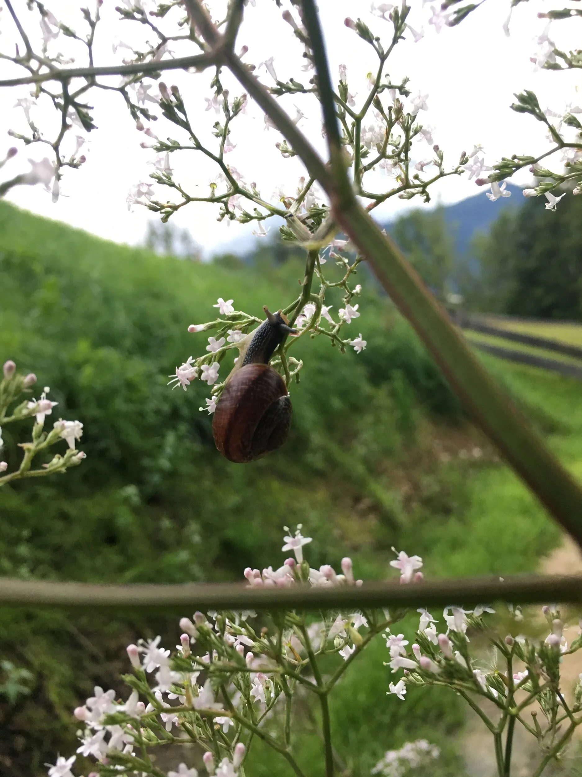 IMG_6665.jpeg