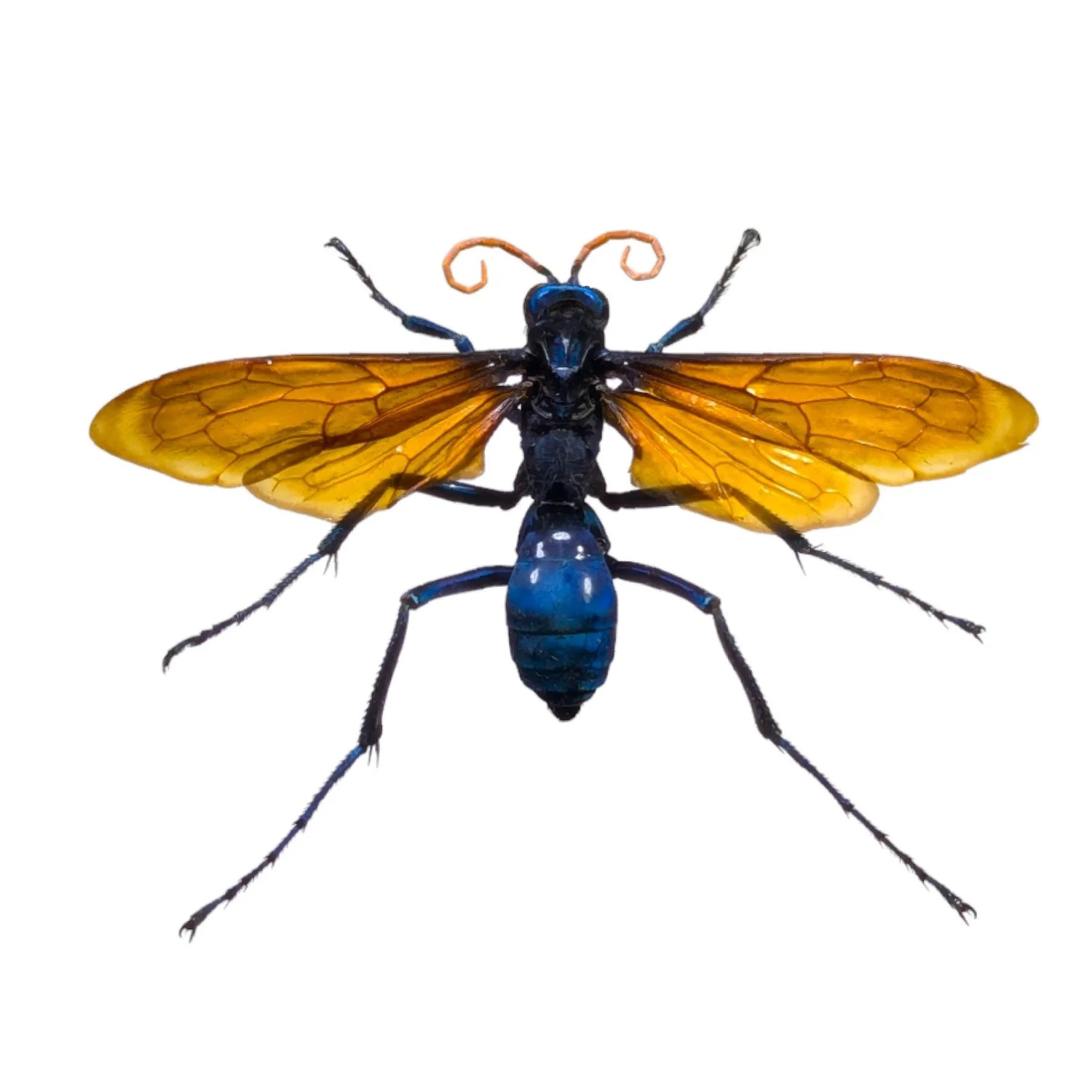 Pepsis Heros — Dead Stuff Club