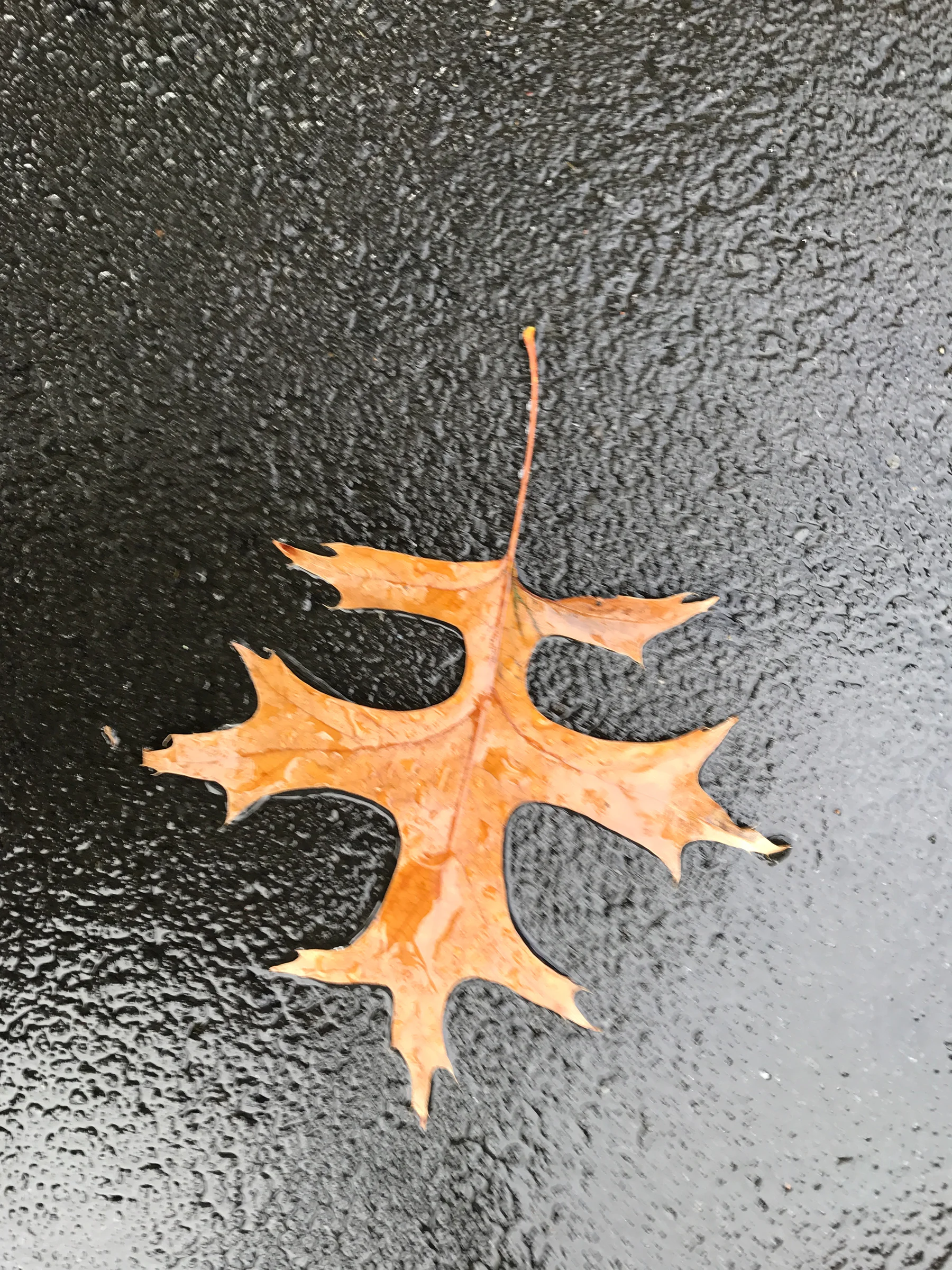 Auckland leaf.