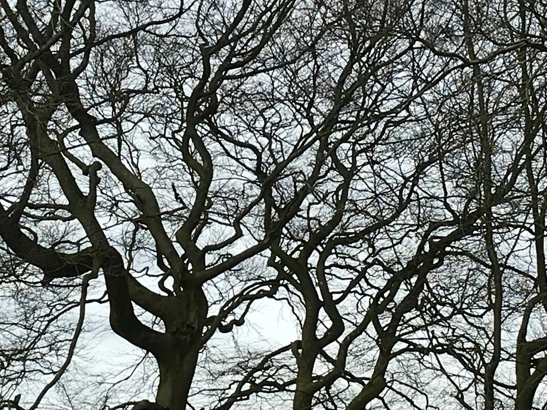 Beech trees in Wiltshire, UK.