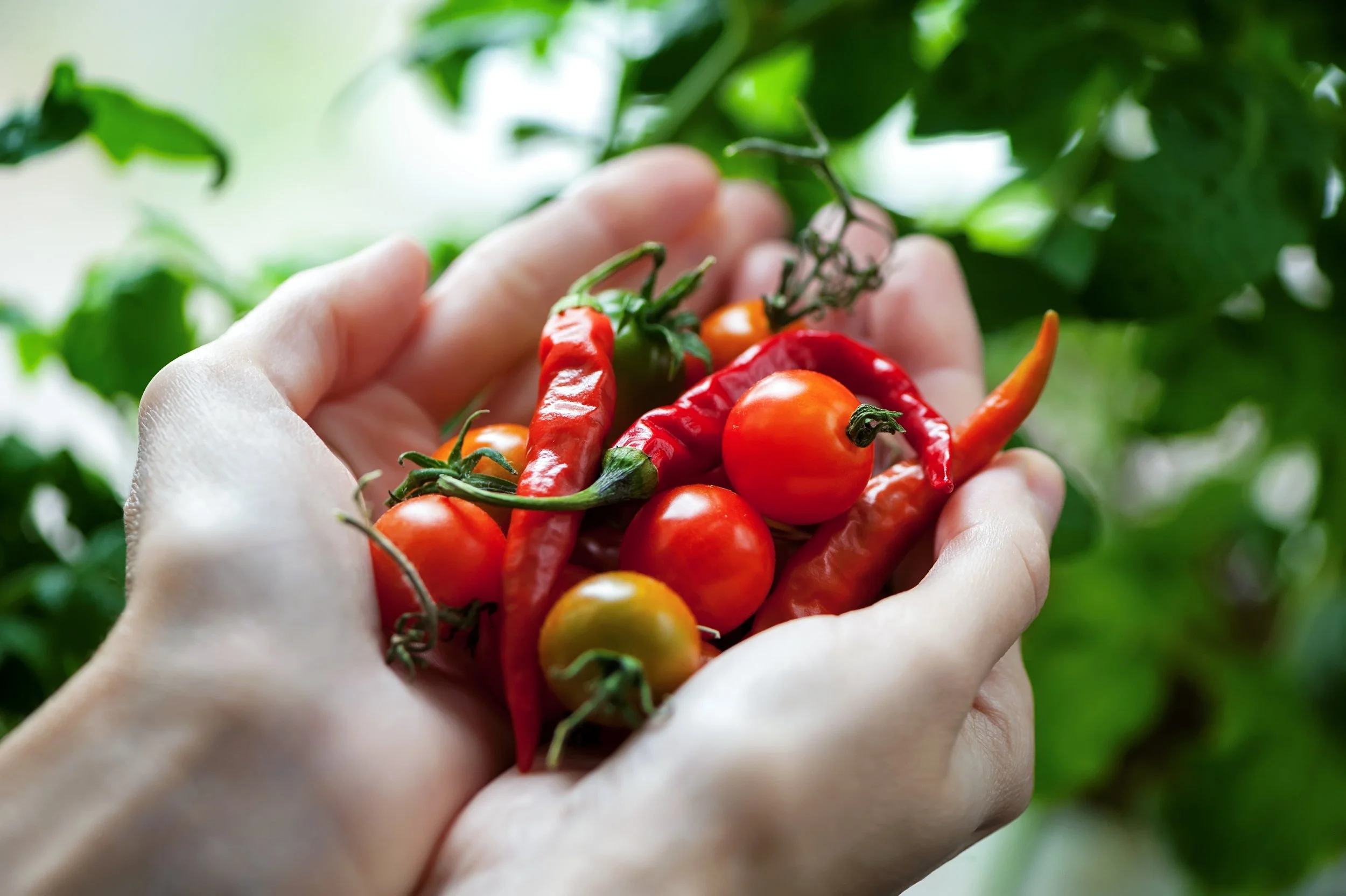 Kili og piparfrukt í vindeygakarminum