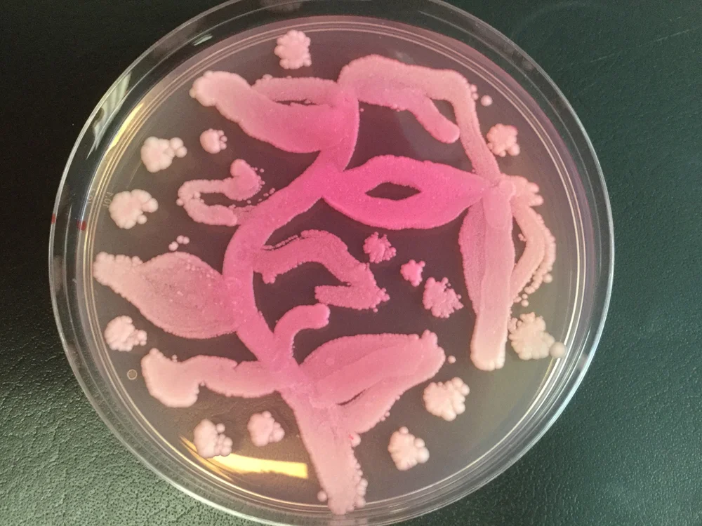 petri-dish.jpg