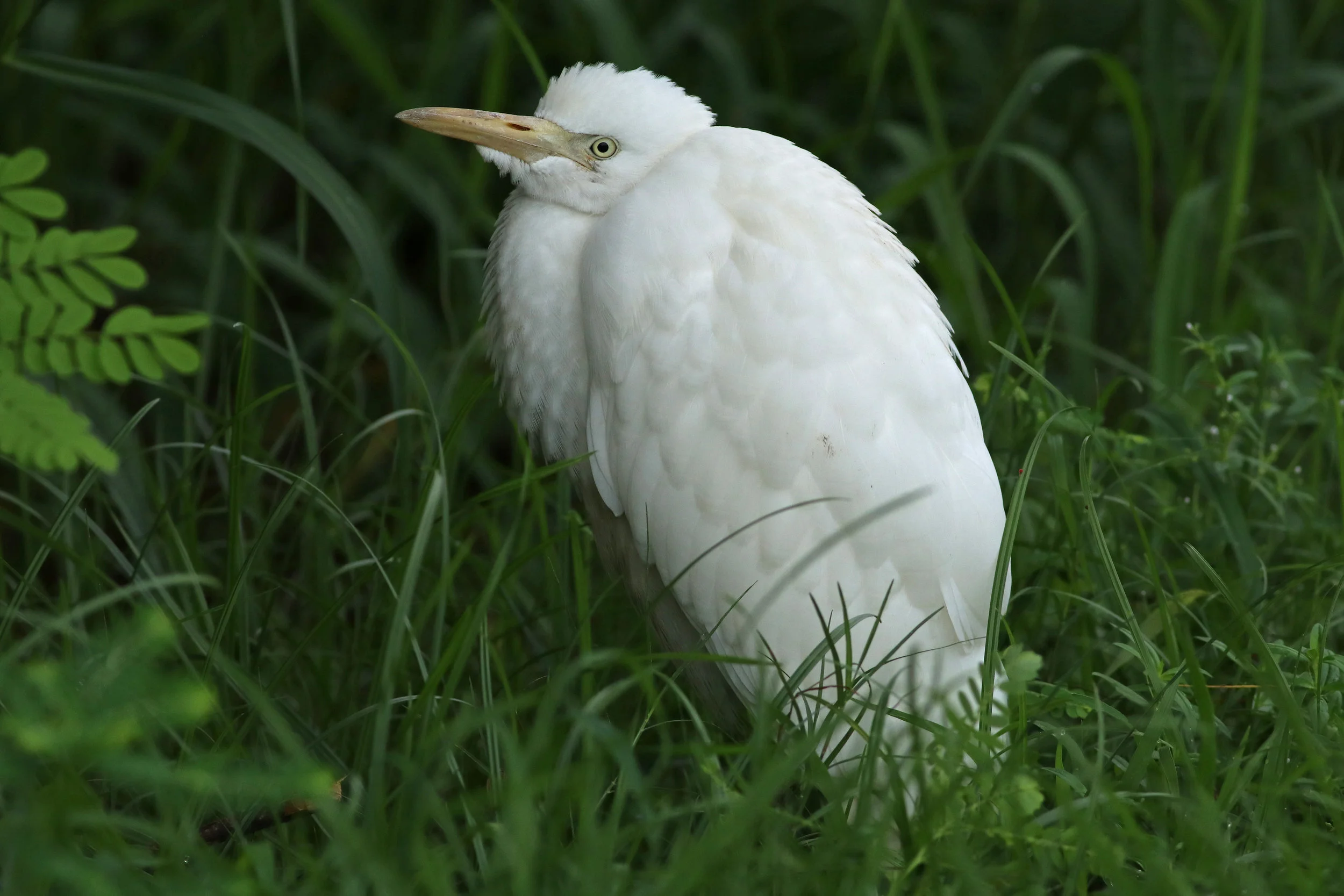 Eastern Cattle Egret (juv)