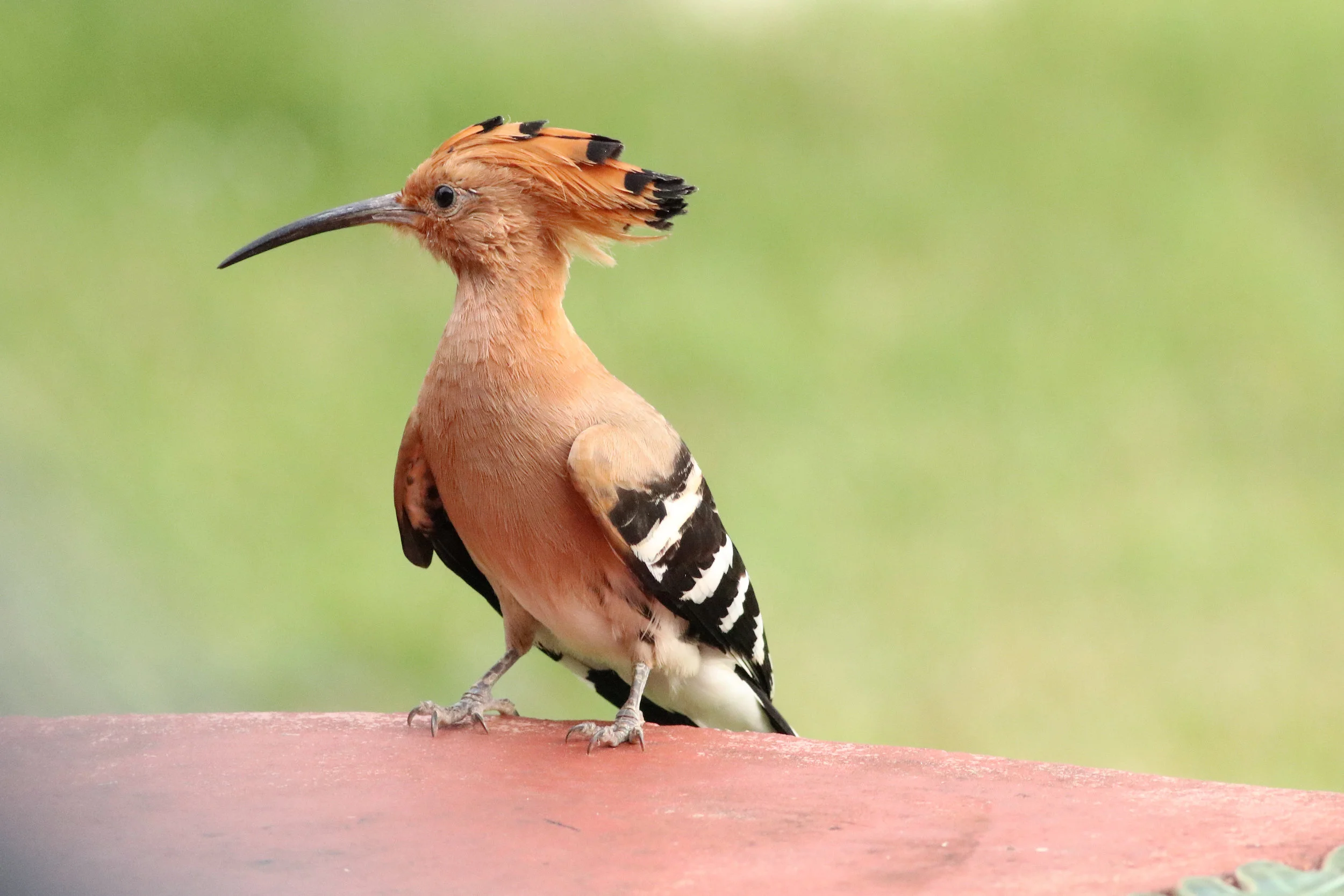 Common Hoopoe