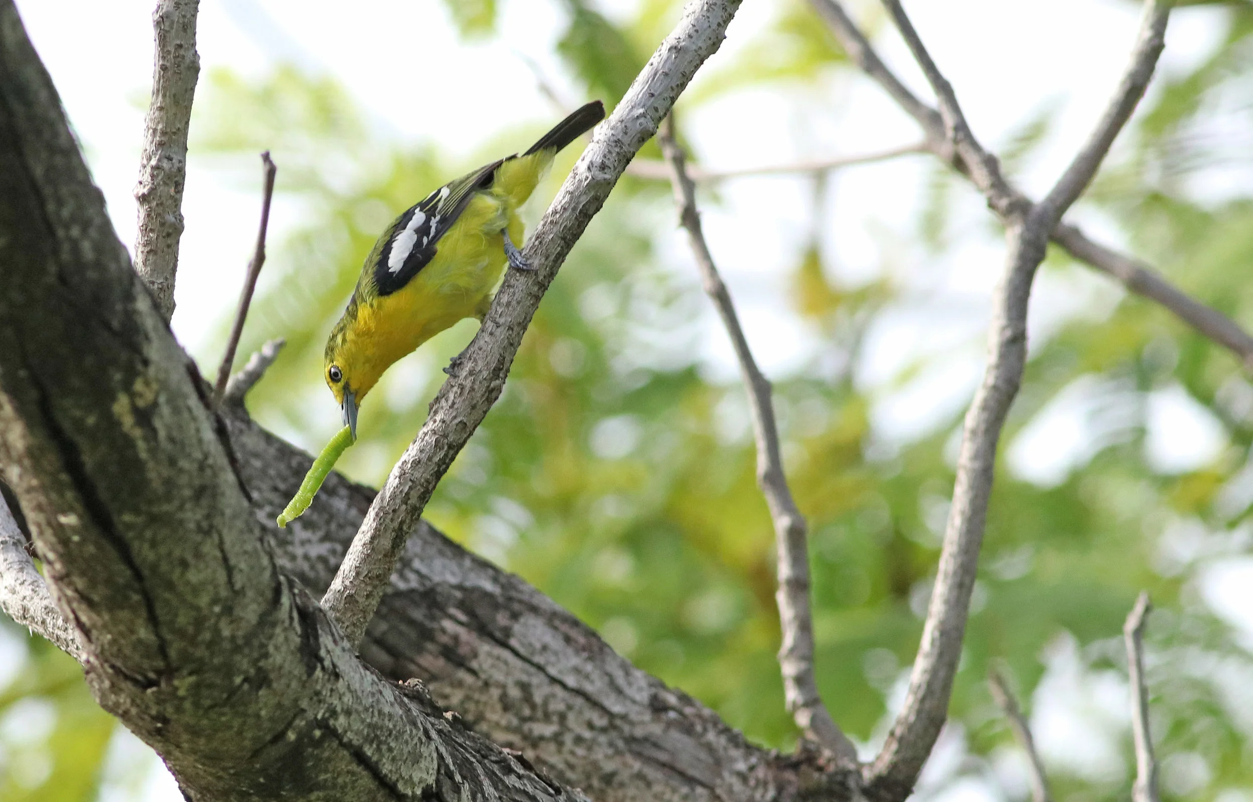 Common Iora