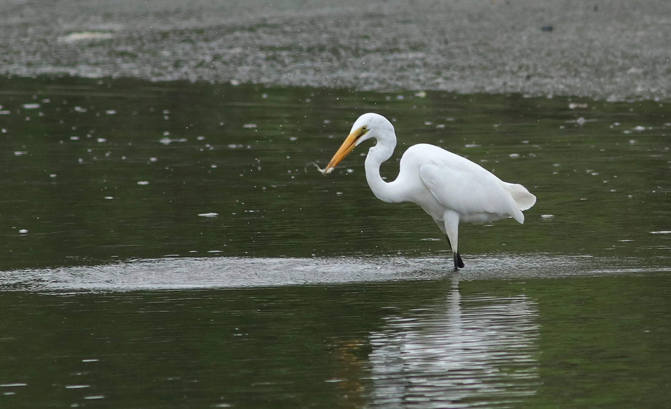 Great Egret