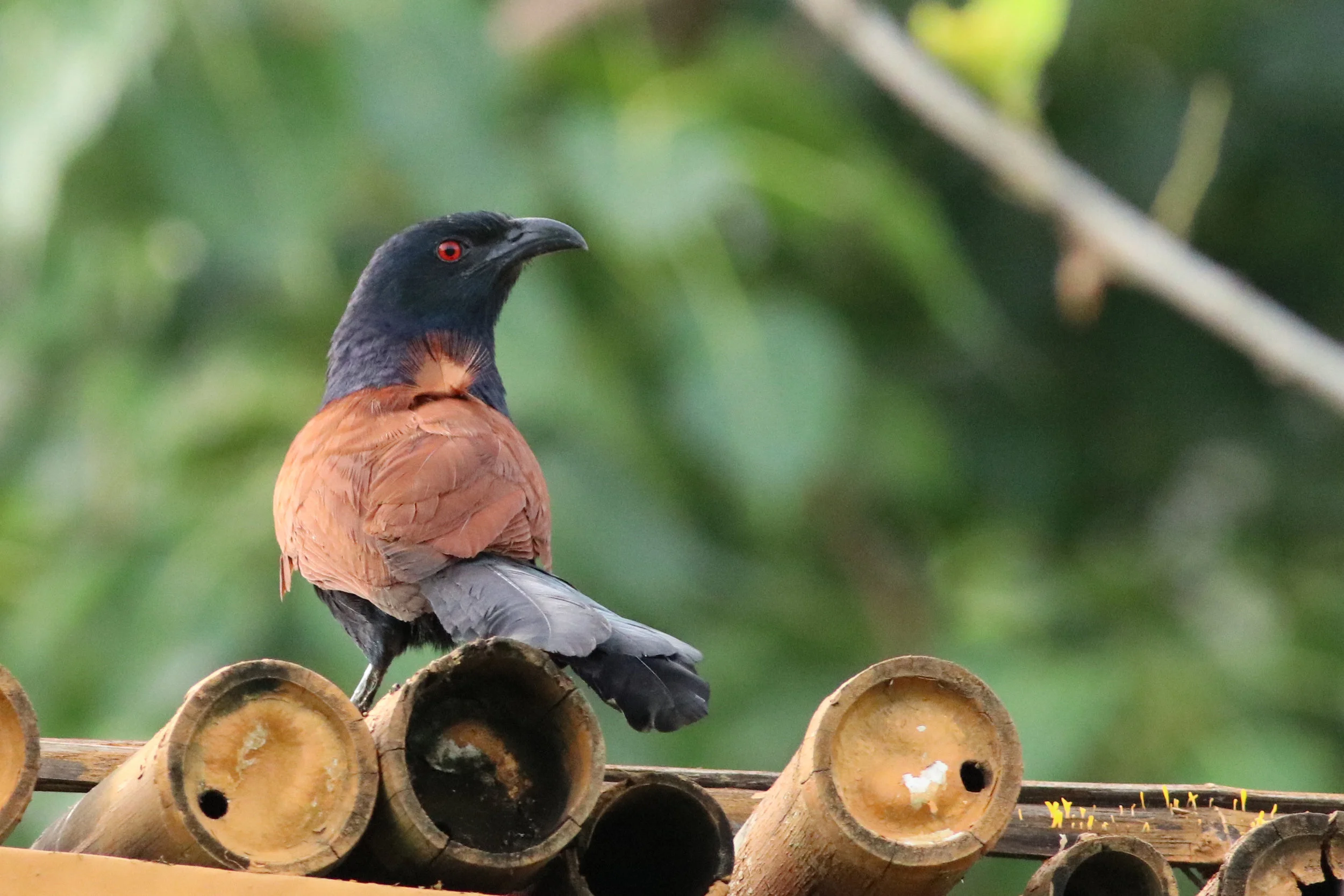 Greater Coucal