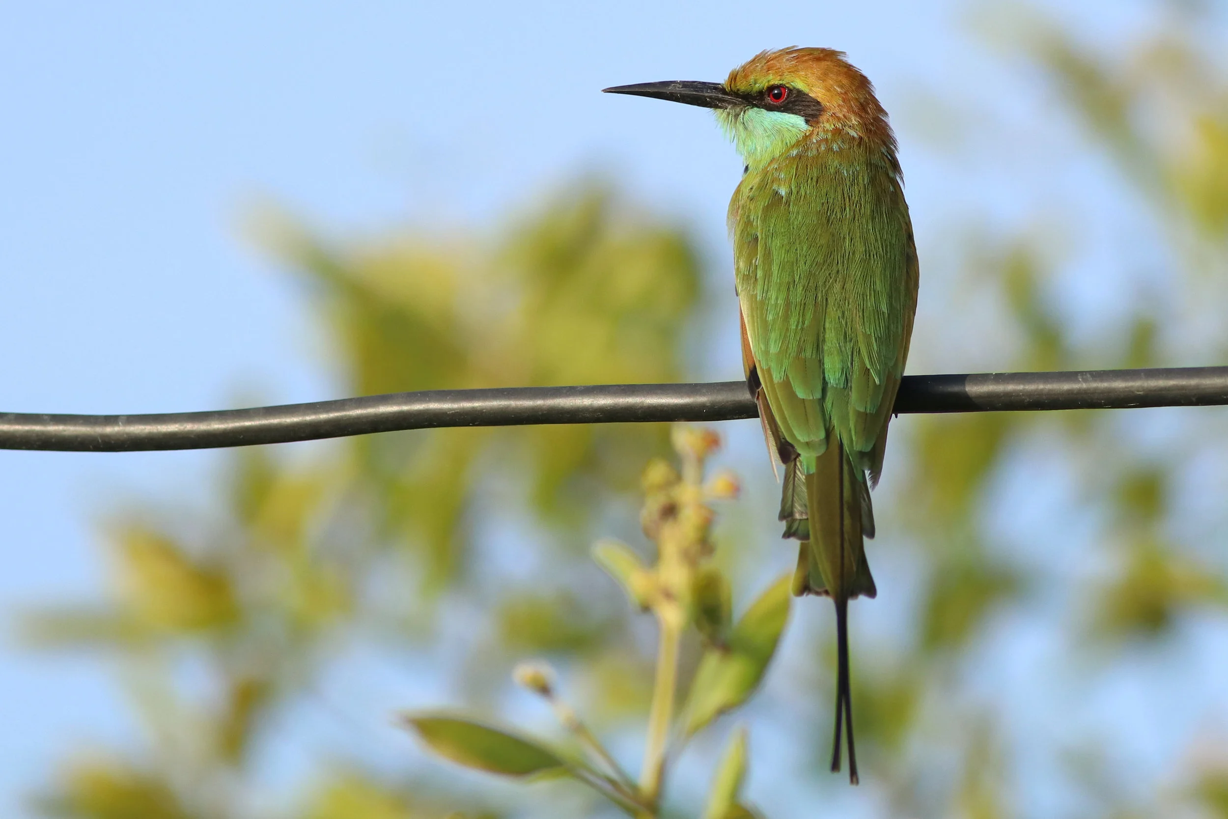 Green Bee-Eater