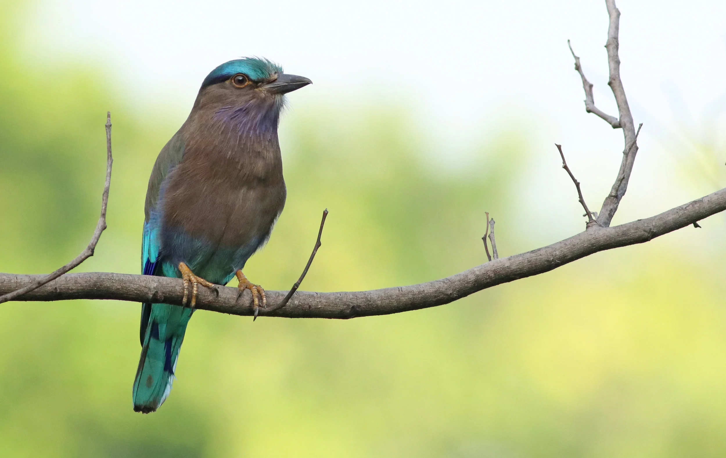 Indian Roller