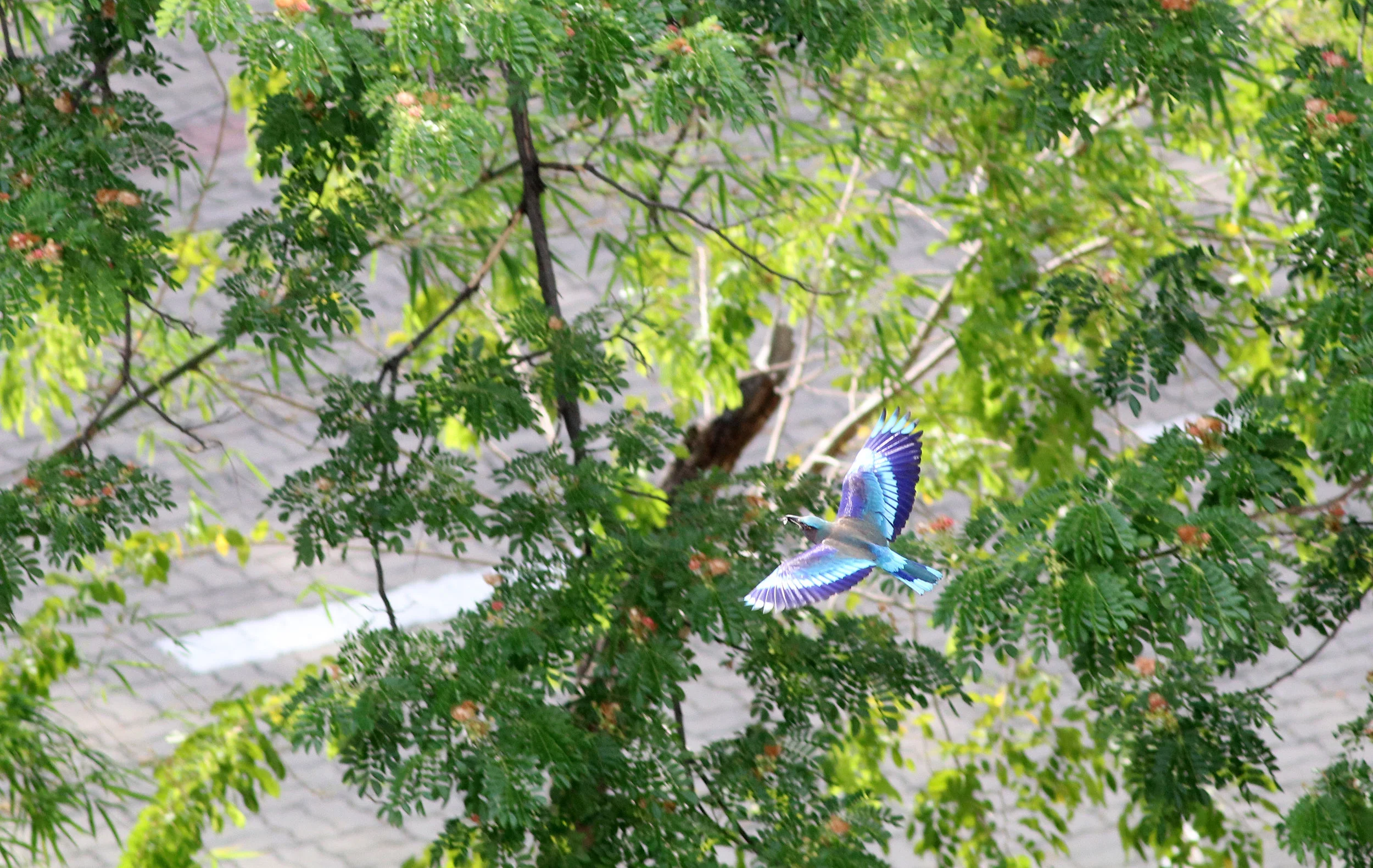 Indian Roller