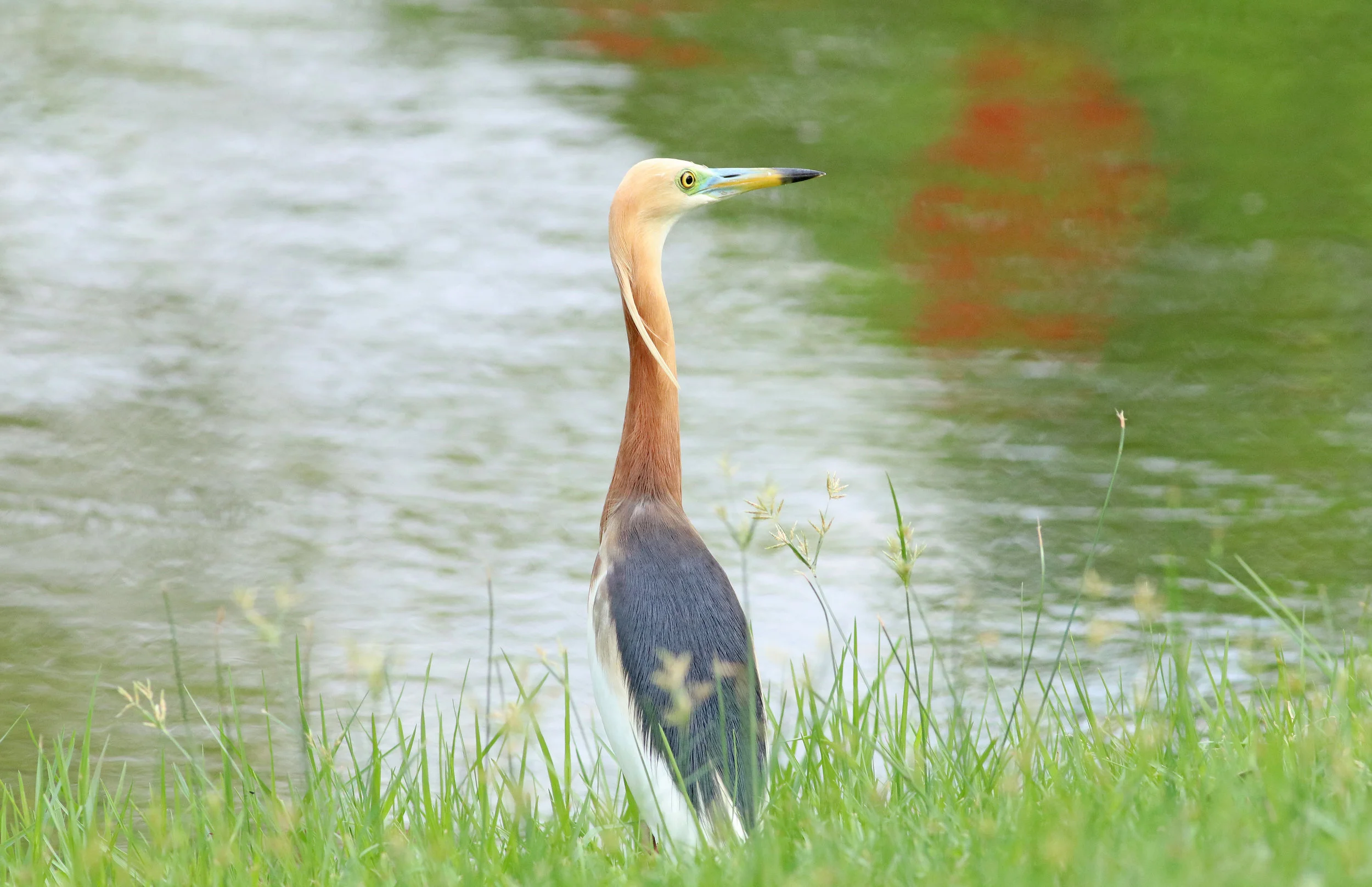 Javan Pond Heron