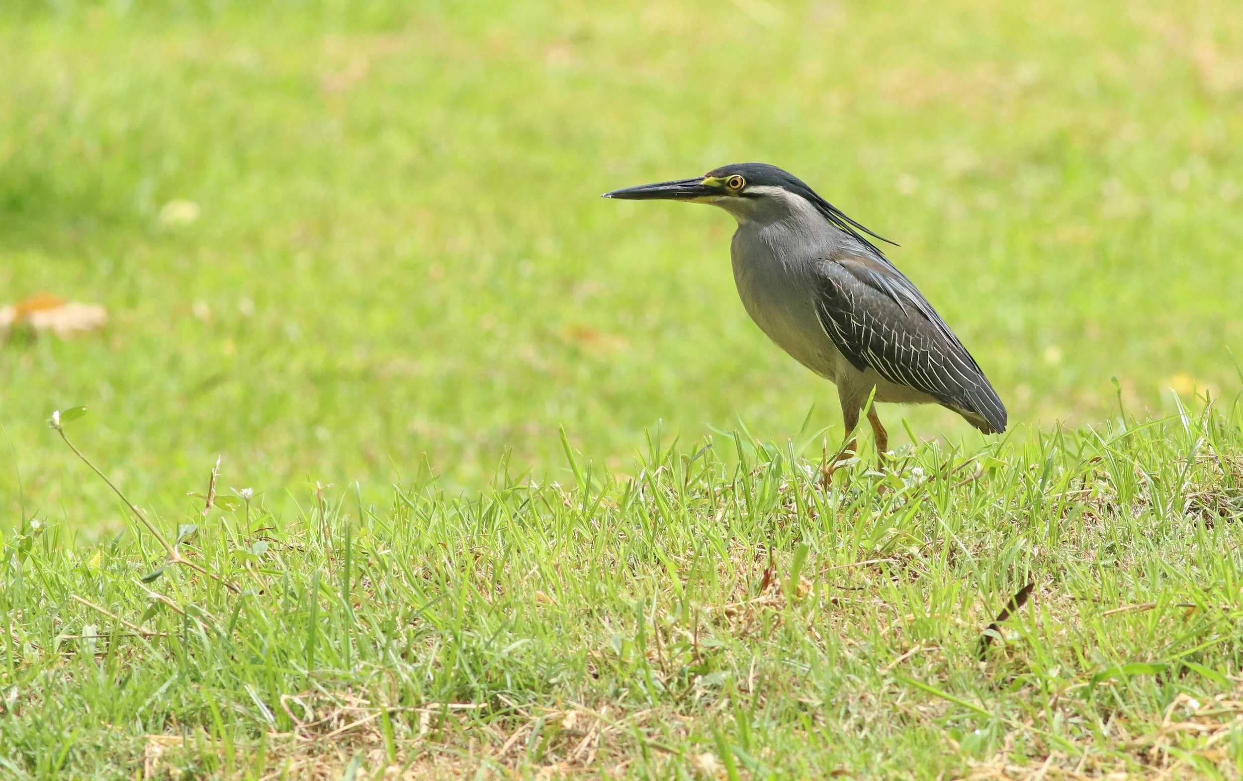 Little Heron