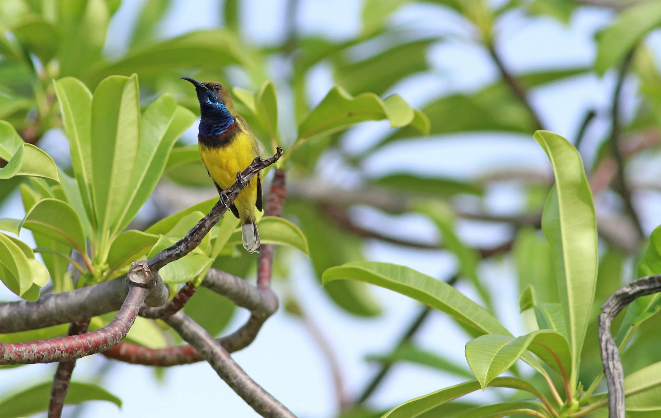 Olive-Backed Sunbird