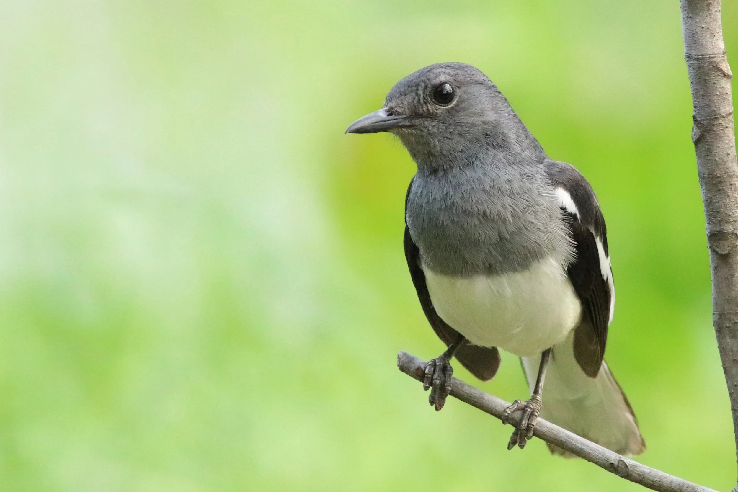 Oriental Magpie Robin