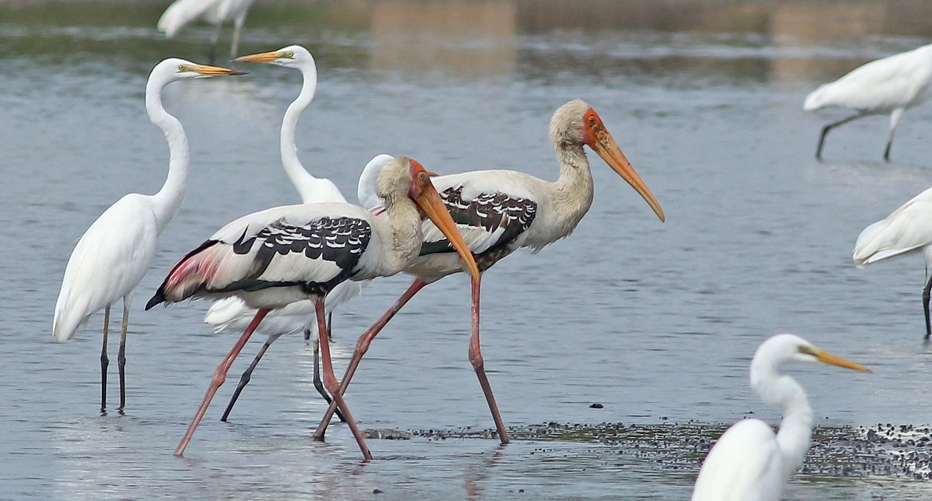 Painted Stork