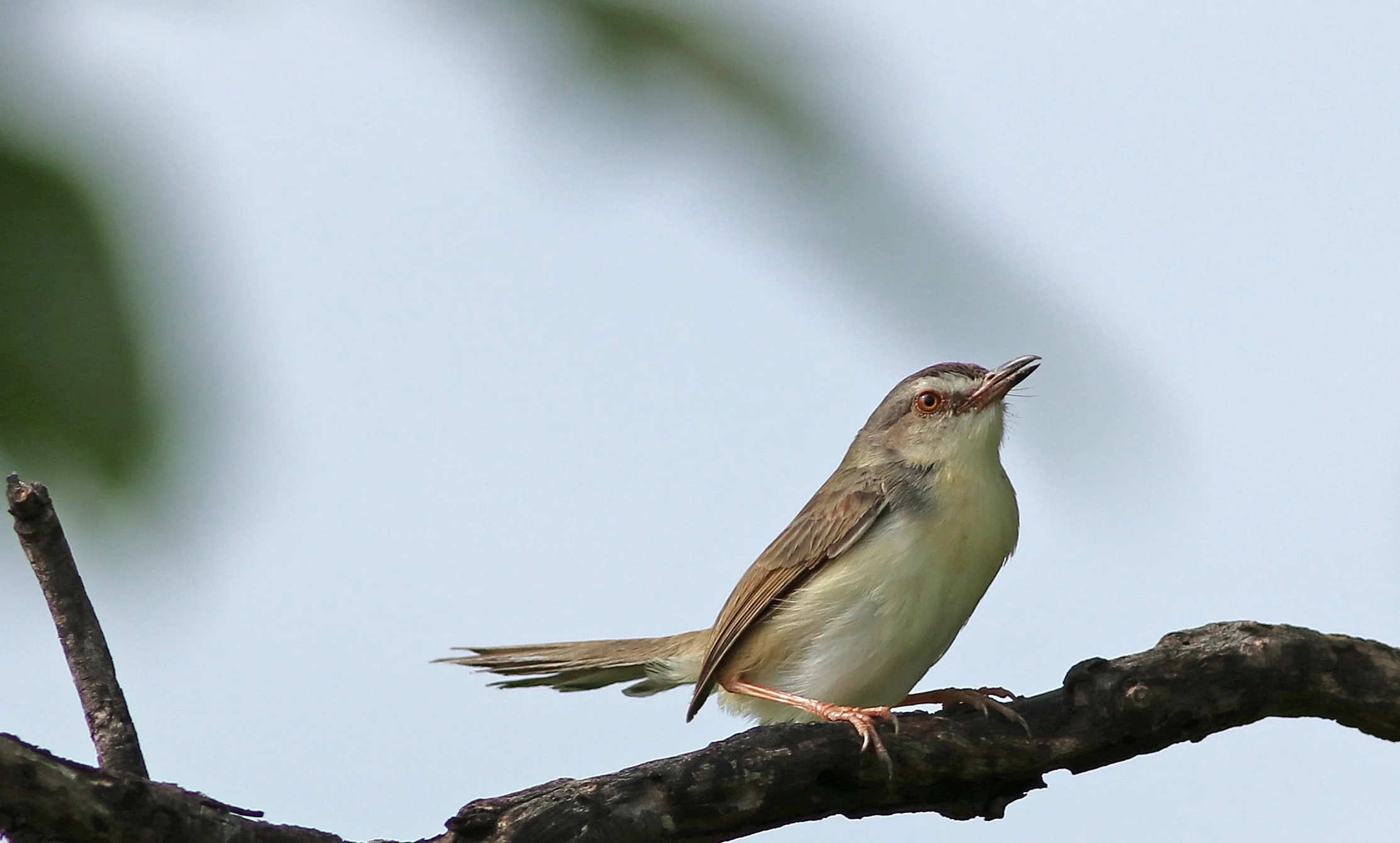 Plain Prinia